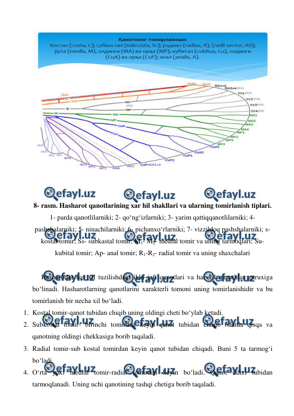  
 
 
 
 
8- rasm. Hasharot qanotlarining xar hil shakllari va ularning tomirlanish tiplari. 
1- parda qanotlilarniki; 2- qo‘ng‘izlarniki; 3- yarim qattiqqanotlilarniki; 4- 
pashshalarniki; 5- ninachilarniki; 6- pichanxo‘rlarniki; 7- vizzildoq pashshalarniki; s- 
kostal tomir; Ss- subkastal tomir; M1- M2- medial tomir va uning tarmoqlari; Su- 
kubital tomir; Ap- anal tomir; R1-R2- radial tomir va uning shaxchalari 
 
 
Hasharotlar har xil tuzilishdagi ikki juft qanotlari va har xil qanotlilar guruxiga 
bo‘linadi. Hasharotlarning qanotlarini xarakterli tomoni uning tomirlanishidir va bu 
tomirlanish bir necha xil bo‘ladi. 
1. Kostal tomir-qanot tubidan chiqib uning oldingi cheti bo‘ylab ketadi. 
2. Subkostal tomir- birinchi tomirdan keyin qanot tubidan chiqib odatda qisqa va 
qanotning oldingi chekkasiga borib taqaladi. 
3. Radial tomir-sub kostal tomirdan keyin qanot tubidan chiqadi. Buni 5 ta tarmog‘i 
bo‘ladi. 
4. O‘rta yoki medial tomir-radial tomirdan keyin bo‘ladi. Qanot ildizi tubidan 
tarmoqlanadi. Uning uchi qanotining tashqi chetiga borib taqaladi. 

