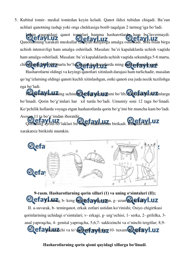  
 
5. Kubital tomir- medial tomirdan keyin keladi. Qanot ildizi tubidan chiqadi. Ba’zan 
uchlari qanotning tashqi yoki orqa chekkasiga borib taqalgan 2 tarmog‘iga bo‘ladi. 
 
Lekin yuqoridagi qanot tomirlari hamma hasharotlarda ham bo‘lavermaydi. 
Qanotlarining xarakati muskullar faoliyati natijasiga amalga oshiriladi. SHu bilan birga 
uchish intensivligi ham amalga oshiriladi. Masalan: ba’zi kapalaklarda uchish vaqtida 
ham amalga oshiriladi. Masalan: ba’zi kapalaklarda uchish vaqtida sekundiga 5-6 marta, 
chivinlarda 500-600 marta bo‘lsa, ayrim hasharotlarda ming marta qanot qoqadi. 
 
Hasharotlarni oldingi va keyingi qanotlari xitinlash darajasi ham turlichadir, masalan 
qo‘ng‘izlarning oldingi qanoti kuchli xitinlashgan, ostki qanoti esa juda nozik tuzilishga 
ega bo‘ladi. 
 
Hasharotlar tanasining uchinchi bo‘lagi qorin qismi bo‘lib, u bir qancha bo‘limlarga 
bo‘linadi. Qorin bo‘g‘imlari har  xil turda bo‘ladi. Umumiy soni 12 taga bo‘linadi. 
Ko‘pchilik hollarda voyaga etgan hasharotlarda qorin bo‘g‘imi bir muncha kam bo‘ladi. 
Asosan 11 ta bo‘g‘imdan iboratdir. 
 
Qorinning ayrim bo‘laklari bir biriga xarakatchan birikadi. Kamdan kam  
xarakatsiz birikishi mumkin. 
9-rasm. Hasharotlarning qorin xillari (1) va uning o‘simtalari (II); 
I.a-botiq, b- keng bandli, v-osiluvchan, g- uzun poyachali. 
II. a-suvarak, b- temirqanot, erkak zotlari ustidan ko‘rinishi; Osiyo chigirtkasi 
qorinlarining uchidagi o‘simtalari; v- erkagi, g- urg‘ochisi; 1- serka, 2- grifelka, 3- 
anal yaproqcha, 4- genital yaproqcha, 5,6,7- sakkizinchi va o‘ninchi tergitlar; 8,9- 
sakkizinchi va to‘qqzinchi sternitlar, 10- tuxum qo‘ygich. 
 
Hasharotlarning qorin qismi quyidagi xillarga bo‘linadi. 

