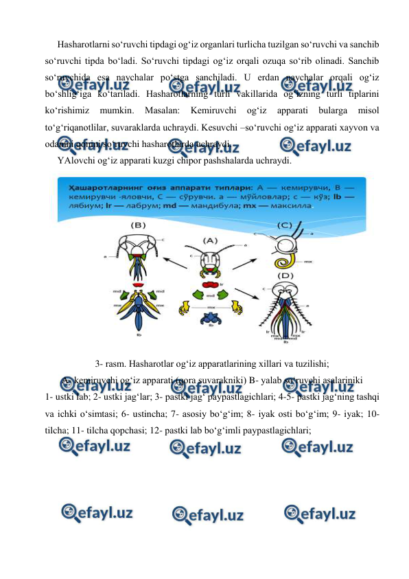  
 
 
Hasharotlarni so‘ruvchi tipdagi og‘iz organlari turlicha tuzilgan so‘ruvchi va sanchib 
so‘ruvchi tipda bo‘ladi. So‘ruvchi tipdagi og‘iz orqali ozuqa so‘rib olinadi. Sanchib 
so‘ruvchida esa naychalar po‘stga sanchiladi. U erdan naychalar orqali og‘iz 
bo‘shlig‘iga ko‘tariladi. Hasharotlarning turli vakillarida og‘izning turli tiplarini 
ko‘rishimiz 
mumkin. 
Masalan: 
Kemiruvchi 
og‘iz 
apparati 
bularga 
misol 
to‘g‘riqanotlilar, suvaraklarda uchraydi. Kesuvchi –so‘ruvchi og‘iz apparati xayvon va 
odamni qonini so‘ruvchi hasharotlarda uchraydi. 
 
YAlovchi og‘iz apparati kuzgi chipor pashshalarda uchraydi. 
 
3- rasm. Hasharotlar og‘iz apparatlarining xillari va tuzilishi; 
A- kemiruvchi og‘iz apparati (qora suvarakniki) B- yalab so‘ruvchi asalariniki 
1- ustki lab; 2- ustki jag‘lar; 3- pastki jag‘ paypastlagichlari; 4-5- pastki jag‘ning tashqi 
va ichki o‘simtasi; 6- ustincha; 7- asosiy bo‘g‘im; 8- iyak osti bo‘g‘im; 9- iyak; 10- 
tilcha; 11- tilcha qopchasi; 12- pastki lab bo‘g‘imli paypastlagichlari;  

