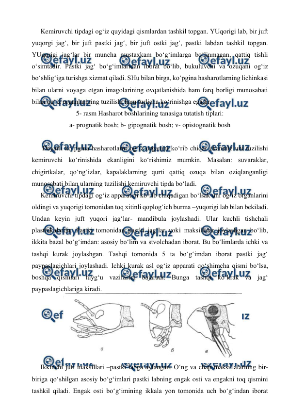  
 
 
Kemiruvchi tipdagi og‘iz quyidagi qismlardan tashkil topgan. YUqorigi lab, bir juft 
yuqorgi jag‘, bir juft pastki jag‘, bir juft ostki jag‘, pastki labdan tashkil topgan. 
YUqorigi jag‘lar bir muncha mustaxkam bo‘g‘imlarga bo‘linmagan, qattiq tishli 
o‘simtadir. Pastki jag‘ bo‘g‘imlaridan iborat bo‘lib, bukuluvchi va ozuqani og‘iz 
bo‘shlig‘iga turishga xizmat qiladi. SHu bilan birga, ko‘pgina hasharotlarning lichinkasi 
bilan ularni voyaga etgan imagolarining ovqatlanishida ham farq borligi munosabati 
bilan og‘iz organlarining tuzilishi ham turlicha ko‘rinishga egadir.   
5- rasm Hasharot boshlarining tanasiga tutatish tiplari: 
a- prognatik bosh; b- gipognatik bosh; v- opistognatik bosh 
 
 
 Deyarli ko‘pgina hasharotlarni og‘iz organini ko‘rib chiqar ekanmiz uni tuzilishi 
kemiruvchi ko‘rinishida ekanligini ko‘rishimiz mumkin. Masalan: suvaraklar, 
chigirtkalar, qo‘ng‘izlar, kapalaklarning qurti qattiq ozuqa bilan oziqlanganligi 
munosabati bilan ularning tuzilishi kemiruvchi tipda bo‘ladi. 
 
Kemiruvchi tipdagi og‘iz apparatini ko‘rib chiqadigan bo‘lsak uni og‘iz organlarini 
oldingi va yuqorigi tomonidan toq xitinli qoplog‘ich burma –yuqorigi lab bilan bekiladi. 
Undan keyin juft yuqori jag‘lar- mandibula joylashadi. Ular kuchli tishchali 
plastinkalardir. Pastki tomonidan pastki jag‘lar yoki maksillalar joylashgan bo‘lib, 
ikkita bazal bo‘g‘imdan: asosiy bo‘lim va stvolchadan iborat. Bu bo‘limlarda ichki va 
tashqi kurak joylashgan. Tashqi tomonida 5 ta bo‘g‘imdan iborat pastki jag‘ 
paypaslagichlari joylashadi. Ichki kurak asl og‘iz apparati qo‘shimcha qismi bo‘lsa, 
boshqa qismlari tuyg‘u vazifasini bajaradi. Bunga tashqi ko‘krak va jag‘ 
paypaslagichlariga kiradi. 
 
Ikkinchi juft maksillari –pastki labga aylangan. O‘ng va chap maksillalarning bir-
biriga qo‘shilgan asosiy bo‘g‘imlari pastki labning engak osti va engakni toq qismini 
tashkil qiladi. Engak osti bo‘g‘imining ikkala yon tomonida uch bo‘g‘indan iborat 
