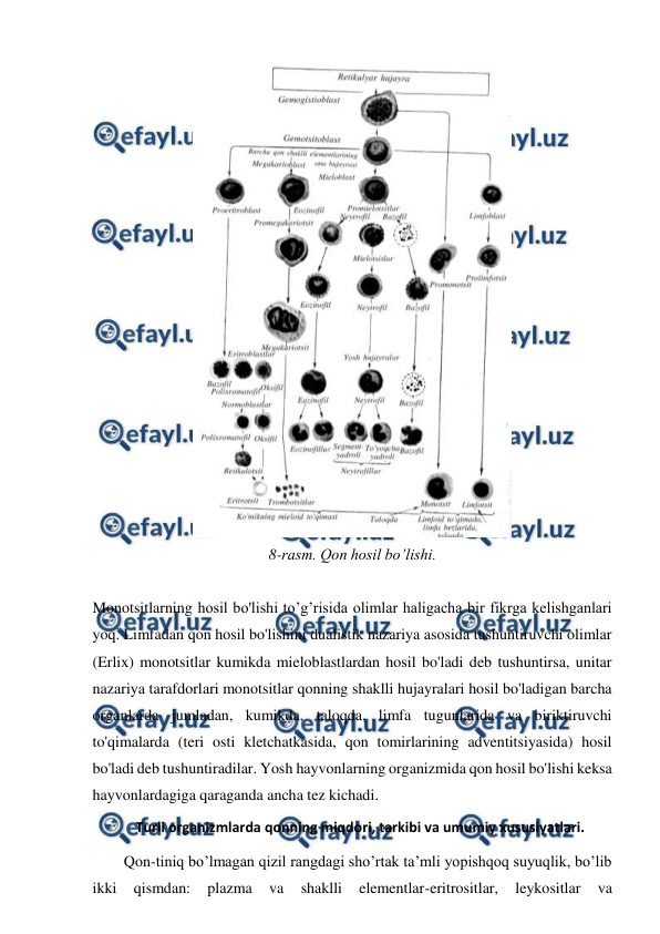  
 
 
8-rasm. Qon hosil bo’lishi. 
 
Monotsitlarning hosil bo'lishi to’g’risida olimlar haligacha bir fikrga kelishganlari 
yoq. Limfadan qon hosil bo'lishini dualistik nazariya asosida tushuntiruvchi olimlar 
(Erlix) monotsitlar kumikda mieloblastlardan hosil bo'ladi deb tushuntirsa, unitar 
nazariya tarafdorlari monotsitlar qonning shaklli hujayralari hosil bo'ladigan barcha 
organlarda jumladan, kumikda, taloqda, limfa tugunlarida va biriktiruvchi 
to'qimalarda (teri osti kletchatkasida, qon tomirlarining adventitsiyasida) hosil 
bo'ladi deb tushuntiradilar. Yosh hayvonlarning organizmida qon hosil bo'lishi keksa 
hayvonlardagiga qaraganda ancha tez kichadi. 
Turli organizmlarda qonning miqdori, tarkibi va umumiy xususiyatlari. 
Qon-tiniq bo’lmagan qizil rangdagi sho’rtak ta’mli yopishqoq suyuqlik, bo’lib 
ikki 
qismdan: 
plazma 
va 
shaklli 
elementlar-eritrositlar, 
leykositlar 
va 
