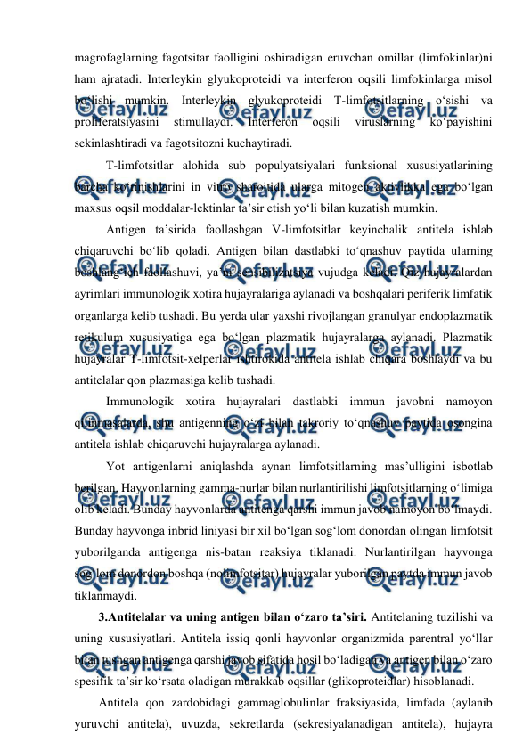  
 
magrofaglarning fagotsitar faolligini oshiradigan eruvchan omillar (limfokinlar)ni 
ham ajratadi. Interleykin glyukoproteidi va interferon oqsili limfokinlarga misol 
bo‘lishi mumkin. Interleykin glyukoproteidi T-limfotsitlarning o‘sishi va 
proliferatsiyasini 
stimullaydi. 
Interferon 
oqsili 
viruslarning 
ko‘payishini 
sekinlashtiradi va fagotsitozni kuchaytiradi. 
 T-limfotsitlar alohida sub populyatsiyalari funksional xususiyatlarining 
barcha ko‘rinishlarini in vitro sharoitida ularga mitogen aktivlikka ega bo‘lgan 
maxsus oqsil moddalar-lektinlar ta’sir etish yo‘li bilan kuzatish mumkin. 
 Antigen ta’sirida faollashgan V-limfotsitlar keyinchalik antitela ishlab 
chiqaruvchi bo‘lib qoladi. Antigen bilan dastlabki to‘qnashuv paytida ularning 
boshlang‘ich faollashuvi, ya’ni sensibilizatsiya vujudga keladi. Qiz hujayralardan 
ayrimlari immunologik xotira hujayralariga aylanadi va boshqalari periferik limfatik 
organlarga kelib tushadi. Bu yerda ular yaxshi rivojlangan granulyar endoplazmatik 
retikulum xususiyatiga ega bo‘lgan plazmatik hujayralarga aylanadi. Plazmatik 
hujayralar T-limfotsit-xelperlar ishtirokida antitela ishlab chiqara boshlaydi va bu 
antitelalar qon plazmasiga kelib tushadi. 
 Immunologik xotira hujayralari dastlabki immun javobni namoyon 
qilinmasalarda, shu antigenning o‘zi bilan takroriy to‘qnashuv paytida osongina 
antitela ishlab chiqaruvchi hujayralarga aylanadi. 
 Yot antigenlarni aniqlashda aynan limfotsitlarning mas’ulligini isbotlab 
berilgan. Hayvonlarning gamma-nurlar bilan nurlantirilishi limfotsitlarning o‘limiga 
olib keladi. Bunday hayvonlarda antitenga qarshi immun javob namoyon bo‘lmaydi. 
Bunday hayvonga inbrid liniyasi bir xil bo‘lgan sog‘lom donordan olingan limfotsit 
yuborilganda antigenga nis-batan reaksiya tiklanadi. Nurlantirilgan hayvonga 
sog‘lom donordon boshqa (nolimfotsitar) hujayralar yuborilgan paytda immun javob 
tiklanmaydi. 
3.Antitelalar va uning antigen bilan o‘zaro ta’siri. Antitelaning tuzilishi va 
uning xususiyatlari. Antitela issiq qonli hayvonlar organizmida parentral yo‘llar 
bilan tushgan antigenga qarshi javob sifatida hosil bo‘ladigan va antigen bilan o‘zaro 
spesifik ta’sir ko‘rsata oladigan murakkab oqsillar (glikoproteidlar) hisoblanadi. 
Antitela qon zardobidagi gammaglobulinlar fraksiyasida, limfada (aylanib 
yuruvchi antitela), uvuzda, sekretlarda (sekresiyalanadigan antitela), hujayra 
