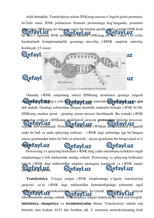  
 
olish demakdir. Transkripsiya uchun DNKning maxsus o’tirgich qisrni promotor, 
bo’lishi zarur. RNK polimeraza fermenti prornotorga bog’langanda, promotor 
yaqinidagi DNKning clo’shqavat zanjiri bir-biridan ajralib, yakka zanjirli DNK hosil 
hn’lacli C:)qibatda. RNK polimeraza ferment 1)NKning ma’noli z:anjil°i bo’yicha 
harakatlanib komplementarlik qonuniga muvofiq i-RINK zanjirini sintezlay 
boshlaydi (15-rasm). 
  
Odamda i-RNK zanjirining sintezi DNKning terminator qismiga yetgach 
tugallanadi. DNKning u yoki bu polipeptid zanjir sintezida qatnashadigan qismi gen 
deb ataladi. Gendagi axborotdan olingan dastlabki mahsulot homaki i-RNK bo’lib. 
DNKning mazkur qismi - genning aynan nusxasi hisoblanadi. Bu xomaki i-RNK 
nusxadan yetilgan i-RNKning shakllanisll jarayoni protsessing lotincha processu-
siljitish deb nomIanadi. Protsessing mobaynida i-RNKda mod.ifikatsion o’zgarish 
sodir bo’ladi va unda splaysing xodisasi – i-RNK dagi axborotga ega bo’lmagan 
intron qismlaridan halos bo’lish va axborotli - ekzon qismlarini bir-biriga ulash ro’y 
beradi. 
Protsessing va spiaysing hodisalari i-RNK ning yadro mernbrana teshiklari orqali 
sitoplazmaga o’tish mobaynida amalga oshadi. Protsessing va splaysing hodisalari 
tufayli i-RNK dagi nukleotidlar miqdori anchagina kamayadi va i-RNK zanjiri 
anchagina qisqaradi. 
Translyatsiya. Voyaga yetgan i-RNK sitoplazmaga o’tgach, translyatsiya 
jarayoni, ya’ni i-RNK dagi nukleotidlar ketmaketligidagi axborotni oqsil 
molekulasidagi aminokislotalar izchilligiga ko’crirish boshlanadi. Bu jarayon 
ribosornalarda amalga oshadi. Transkripsiya singari translyatsiya ham uch bosqich: 
initsiatsiya, elangatsiya va terminatsiyadan iborat. Translyatsiya odatda eng 
birinchi start kodoni AUG dan boshlan adi. U metionin aminokislotaning kodi 
