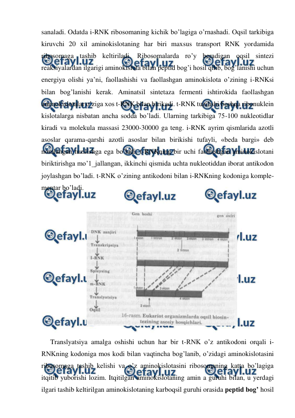  
 
sanaladi. Odatda i-RNK ribosomaning kichik bo’lagiga o’rnashadi. Oqsil tarkibiga 
kiruvchi 20 xil aminokislotaning har biri maxsus transport RNK yordamida 
ribosomaga tashib keltiriladi. Ribosomalarda ro’y beradigan oqsil sintezi 
reaksiyalardan ilgarigi aminokislota bilan peptid bog’i hosil qilib, bog’lanishi uchun 
energiya olishi ya’ni, faollashishi va faollashgan aminokislota o’zining i-RNKsi 
bilan bog’lanishi kerak. Aminatsil sintetaza fermenti ishtirokida faollashgan 
aminokislotalar o’ziga xos t-RNK bilan birikadi. t-RNK tuzilishi boshqa ribonuklein 
kislotalarga nisbatan ancha sodda bo’ladi. Ularning tarkibiga 75-100 nukleotidlar 
kiradi va molekula massasi 23000-30000 ga teng. i-RNK ayrim qismlarida azotli 
asoslar qarama-qarshi azotli asoslar bilan birikishi tufayli, «beda bargi» deb 
nomlangan tuzilishga ega bo’ladi. t-RNKning bir uchi faollashgan aminokislotani 
biriktirishga mo’1_jallangan, ikkinchi qismida uchta nukleotiddan iborat antikodon 
joylashgan bo’ladi. t-RNK o’zining antikodoni bilan i-RNKning kodoniga komple-
mentar bo’ladi. 
 
 
Translyatsiya amalga oshishi uchun har bir t-RNK o’z antikodoni orqali i-
RNKning kodoniga mos kodi bilan vaqtincha bog’lanib, o’zidagi aminokislotasini 
ribosomaga tashib kelishi va o’z aminokislotasini ribosomaning katta bo’lagiga 
itqitib yuborishi lozim. Itqitilgan aminokislotaning amin a guruhi bilan, u yerdagi 
ilgari tashib keltirilgan aminokislotaning karboqsil guruhi orasida peptid bog’ hosil 
