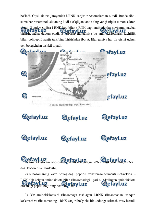  
 
bo’ladi. Oqsil sintezi jarayonida i-RNK zanjiri ribosomalardan o’tadi. Bunda ribo-
soma har bir aminokislotaning kodi « o’qilgandan» so’ng yangi triplet tomon sakrab 
o’tadi. Bunday xodisa i-RNK kod bilan t-RNK dagi antikodonlar navbatma-navbat 
birlashguncha davom etadi. Binobarin elangatsiya bu aminokislotalarni izchillik 
bilan polipeptid zanjir tarkibiga kiritishdan iborat. Elangatsiya har bir qismi uchun 
uch bosqichdan tashkil topadi. 
 
 
 
 
 
 
 
 
 
 
 
 
 
 
 
 
 
 
1) Aminokislotani ribosomaga tashib kelayotgan i-RNK antikodonining t-RNK 
dagi kodon bilan birikishi; 
2) Ribosomaning katta bo’lagidagi peptidil transferaza fermenti ishtirokida i-
RNK olib kelgan aminokislota bilan ribosomadagi ilgari olib kelingan aminokislota 
orasidagi peptid bog’ning hosil bo’lishi. 
3) O’z aminokislotasini ribosomaga tashlagan i-RNK ribosomadan tashqari 
ko’chishi va ribosomaning i-RNK zanjiri bo’yicha bir kodonga sakrashi rosy beradi. 
