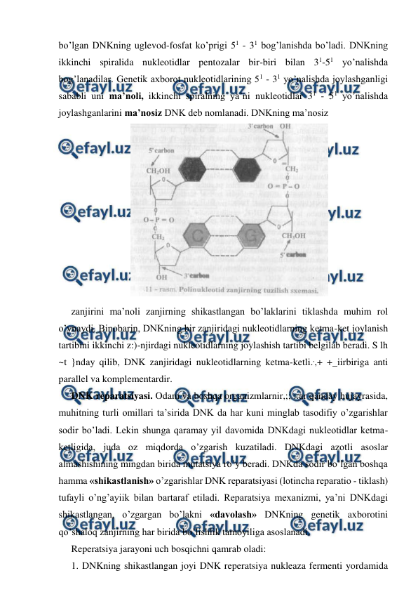  
 
bo’lgan DNKning uglevod-fosfat ko’prigi 51 - 31 bog’lanishda bo’ladi. DNKning 
ikkinchi spiralida nukleotidlar pentozalar bir-biri bilan 31-51 yo’nalishda 
bog’lanadilar. Genetik axborot nukleotidlarining 51 - 31 yo’nalishda joylashganligi 
sababli uni ma’noli, ikkinchi spiralning ya’ni nukleotidlar 31 - 51 yo’nalishda 
joylashganlarini ma’nosiz DNK deb nomlanadi. DNKning ma’nosiz 
  
zanjirini ma’noli zanjirning shikastlangan bo’laklarini tiklashda muhim rol 
o’ynaydi. Binobarin, DNKning bir zanjiridagi nukleotidlarning ketma-ket joylanish 
tartibini ikkinchi z:)-njirdagi nukleotidlarning joylashish tartibi belgilab beradi. S lh 
~t }nday qilib, DNK zanjiridagi nukleotidlarning ketma-ketli.,,+ +_iirbiriga anti 
parallel va komplementardir. 
DNK reparatsiyasi. Odam va boshqa organizmlarnir,;; ::ar qanday hujayrasida, 
muhitning turli omillari ta’sirida DNK da har kuni minglab tasodifiy o’zgarishlar 
sodir bo’ladi. Lekin shunga qaramay yil davomida DNKdagi nukleotidlar ketma-
ketligida, juda oz miqdorda o’zgarish kuzatiladi. DNKdagi azotli asoslar 
almashishining mingdan birida mutatsiya ro’y beradi. DNKda sodir bo’lgan boshqa 
hamma «shikastlanish» o’zgarishlar DNK reparatsiyasi (lotincha reparatio - tiklash) 
tufayli o’ng’ayiik bilan bartaraf etiladi. Reparatsiya mexanizmi, ya’ni DNKdagi 
shikastlangan, o’zgargan bo’lakni «davolash» DNKning genetik axborotini 
qo’shaloq zanjirning har birida bo’lishlik tamoyiliga asoslanadi. 
Reperatsiya jarayoni uch bosqichni qamrab oladi: 
1. DNKning shikastlangan joyi DNK reperatsiya nukleaza fermenti yordamida 
