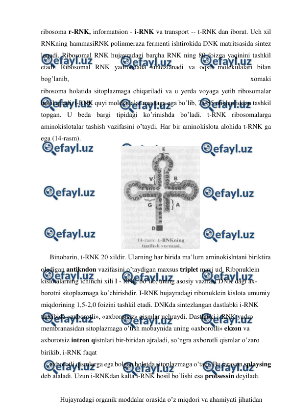  
 
ribosoma r-RNK, informatsion - i-RNK va transport -- t-RNK dan iborat. Uch xil 
RNKning hammasiRNK polinmeraza fermenti ishtirokida DNK matritsasida sintez 
lanadi. Ribosomal RNK hujayradagi barcha RNK ning 80 foizga yaqinini tashkil 
etadi. Ribosomal RNK yadrochada sintezlanadi va oqsil molekulalari bilan 
bog’lanib, 
xomaki 
ribosoma holatida sitoplazmaga chiqariladi va u yerda voyaga yetib ribosomalar 
hosil qiladi. t-RNK quyi molekulalar massaga ega bo’lib, 75-85 nukleotiddan tashkil 
topgan. U beda bargi tipidagi ko’rinishda bo’ladi. t-RNK ribosomalarga 
aminokislotalar tashish vazifasini o’taydi. Har bir aminokislota alohida t-RNK ga 
ega (14-rasm). 
 
Binobarin, t-RNK 20 xildir. Ularning har birida ma’lurn arninokislntani biriktira 
oladigan antikndon vazifasini o’taydigan maxsus triplet mavj ud. Ribonuklein 
kislotalarning ichinchi xili I - RNK bo’lib, uning asosiy vazifasi DNK dagi ax-
borotni sitoplazmaga ko’chirishdir. I-RNK hujayradagi ribonuklein kislota umumiy 
miqdorining 1,5-2,0 foizini tashkil etadi. DNKda sintezlangan dastlabki i-RNK 
tarkibida «axborotli», «axborotsiz» qismlar uchraydi. Dastlabki i-RNK yadro 
membranasidan sitoplazmaga o’tish mobaynida uning «axborotli» ekzon va 
axborotsiz intron qistnlari bir-biridan ajraladi, so’ngra axborotli qismlar o’zaro 
birikib, i-RNK faqat 
axborotli qismlarga ega bolgan holatda sitoplazmaga o’tadi. Bu jarayon splaysing 
deb ataladi. Uzun i-RNKdan kalta i-RNK hosil bo’lishi esa protsessin deyiladi. 
 
 Hujayradagi organik moddalar orasida o’z miqdori va ahamiyati jihatidan 
