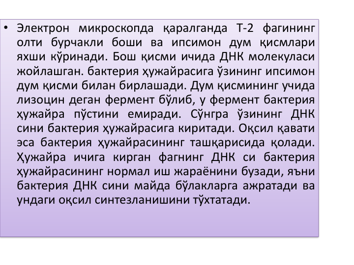 • Электрон микроскопда қаралганда Т-2 фагининг
олти бурчакли боши ва ипсимон дум қисмлари
яхши кўринади. Бош қисми ичида ДНК молекуласи
жойлашган. бактерия ҳужайрасига ўзининг ипсимон
дум қисми билан бирлашади. Дум қисмининг учида
лизоцин деган фермент бўлиб, у фермент бактерия
ҳужайра пўстини емиради. Сўнгра ўзининг ДНК
сини бактерия ҳужайрасига киритади. Оқсил қавати
эса бактерия ҳужайрасининг ташқарисида қолади.
Ҳужайра ичига кирган фагнинг ДНК си бактерия
ҳужайрасининг нормал иш жараёнини бузади, яъни
бактерия ДНК сини майда бўлакларга ажратади ва
ундаги оқсил синтезланишини тўхтатади.
