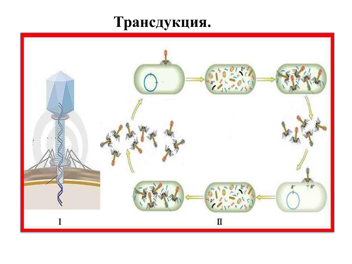 Трансдукция.
