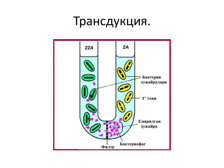Трансдукция.
