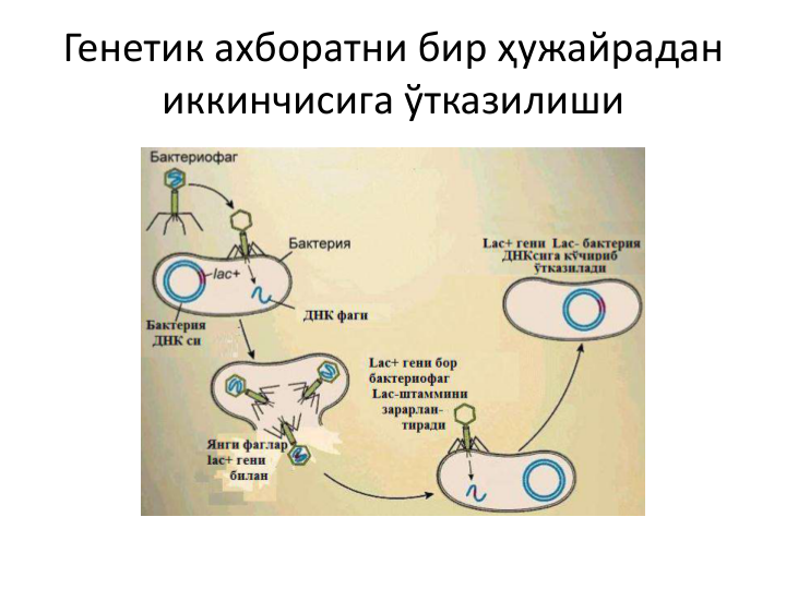 Генетик ахборатни бир ҳужайрадан 
иккинчисига ўтказилиши
