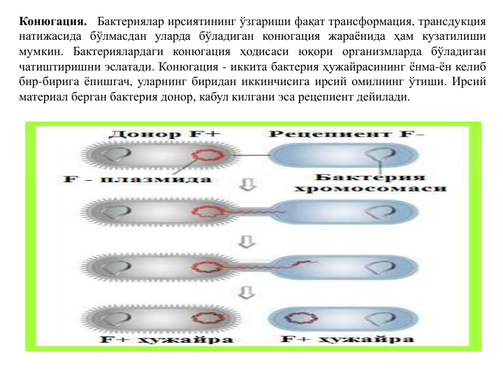 Конюгация.
Бактериялар ирсиятининг ўзгариши фақат трансформация, трансдукция
натижасида бўлмасдан уларда бўладиган конюгация жараёнида ҳам кузатилиши
мумкин. Бактериялардаги конюгация ҳодисаси юқори организмларда бўладиган
чатиштиришни эслатади. Конюгация - иккита бактерия ҳужайрасининг ёнма-ён келиб
бир-бирига ёпишгач, уларнинг биридан иккинчисига ирсий омилнинг ўтиши. Ирсий
материал берган бактерия донор, кабул килгани эса рецепиент дейилади.
