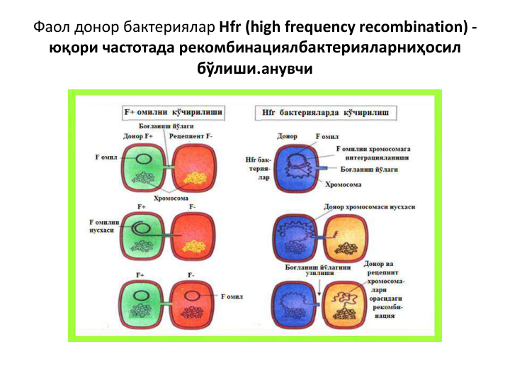 Фаол донор бактериялар Hfr (high frequency recombination) -
юқори частотада рекомбинациялбактерияларниҳосил 
бўлиши.анувчи
