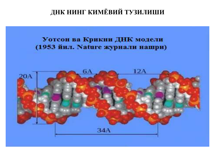 ДНК НИНГ КИМЁВИЙ ТУЗИЛИШИ
