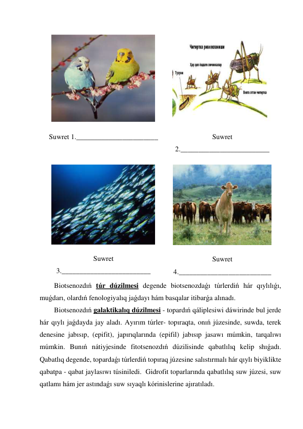  
Suwret 1._______________________ 
 
Suwret 
2._________________________ 
 
Suwret 
3._________________________ 
 
Suwret 
4.__________________________ 
Biotsenozdıń túr dúzilmesi degende biotsenozdaǵı túrlerdiń hár qıylılıǵı, 
muǵdarı, olardıń fenologiyalıq jaǵdayı hám basqalar itibarǵa alınadı. 
Biotsenozdıń galaktikalıq dúzilmesi - topardıń qáliplesiwi dáwirinde bul jerde 
hár qıylı jaǵdayda jay aladı. Ayırım túrler- topıraqta, onıń júzesinde, suwda, terek 
denesine jabısıp, (epifit), japırıqlarında (epifil) jabısıp jasawı múmkin, tarqalıwı 
múmkin. Bunıń nátiyjesinde fitotsenozdıń dúzilisinde qabatlılıq kelip shıǵadı. 
Qabatlıq degende, topardaǵı túrlerdiń topıraq júzesine salıstırmalı hár qıylı biyiklikte 
qabatpa - qabat jaylasıwı túsiniledi.  Gidrofit toparlarında qabatlılıq suw júzesi, suw 
qatlamı hám jer astındaǵı suw sıyaqlı kórinislerine ajıratıladı. 

