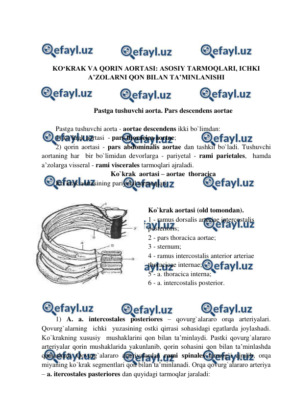  
 
 
 
 
 
KO‘KRAK VA QORIN AORTASI: ASOSIY TARMOQLARI, ICHKI 
A’ZOLARNI QON BILAN TA’MINLANISHI 
 
 
Pastga tushuvchi aorta. Pars descendens aortae 
 
Pastga tushuvchi aorta - aortae descendens ikki bo`limdan:  
1) ko`krak aortasi  - pars thoracica aortae;  
2) qorin aortasi - pars abdominalis aortae dan tashkil bo`ladi. Tushuvchi 
aortaning har  bir bo`limidan devorlarga - pariyetal - rami parietales,  hamda 
a’zolarga visseral - rami viscerales tarmoqlari ajraladi.   
Ko`krak  aortasi – aortae  thoracica 
Ko`krak aortasining pariyetal tarmoqlari:  
 
                                  
Ko`krak aortasi (old tomondan).   
1 - ramus dorsalis arteriae intercostalis 
posterioris;  
2 - pars thoracica aortae;  
3 - sternum;  
4 - ramus intercostalis anterior arteriae 
thoracicae internae;  
5 - a. thoracica interna;  
6 - a. intercostalis posterior.  
  
                                                                      
 
1) A. a. intercostales posteriores – qovurg`alararo orqa arteriyalari. 
Qovurg`alarning  ichki  yuzasining ostki qirrasi sohasidagi egatlarda joylashadi. 
Ko`krakning xususiy  mushaklarini qon bilan ta’minlaydi. Pastki qovurg`alararo 
arteriyalar qorin mushaklarida yakunlanib, qorin sohasini qon bilan ta’minlashda 
qatnashadi. Qovurg`alararo arteriyalardan rami spinales tarmog`i ajralib, orqa 
miyaning ko`krak segmentlari qon bilan ta’minlanadi. Orqa qovurg`alararo arteriya 
– a. itercostales pasteriores dan quyidagi tarmoqlar jaraladi: 
