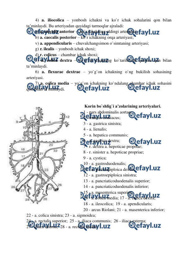  
 
4) a. iliocolica – yonbosh ichakni va ko`r ichak sohalarini qon bilan 
ta’minlaydi. Bu arteriyadan quyidagi tarmoqlar ajraladi:  
a) a. caecalis anterior –  ko`r ichakning oldingi arteriyasi;     
b) a. caecalis posterior – ko`r ichakning orqa arteriyasi; 
v) a. appendicularis – chuvalchangsimon o`simtaning arteriyasi;  
g) r. ilealis – yonbosh ichak shoxi; 
d) r. colicus – chambar ichak shoxi;  
5) a. colica dextra – yo`g`on ichakning ko`tariluvchi qismini qon bilan 
ta’minlaydi.  
6) a. flexurae dextrae – yo`g`on ichakning o`ng bukilish sohasining 
arteriyasi. 
7) a. colica media – yo`g`on ichakning ko`ndalang chambar ichak sohasini 
qon bilan ta’minlaydi.  
 
 
 Korin bo`shlig`i a’zolarining arteriyalari.   
1 - pars abdominalis aortae;  
2 - truncus coeliacus;  
3 - a. gastrica sinistra;  
4 - a. lienalis;  
5 - a. hepatica communis;  
6 - a. gastrica dextra;  
7 - r. dextra a. hepoticae propriae;  
8 - r. sinister a. hepoticae propriae;  
9 - a. cystica;  
10 - a. gastroduodenalis;  
11 - a. gastroepiploica dextra;  
12 - a. gastroepiploica sinistra;  
13 - a. pancriaticoduodenalis superior;  
14 - a. pancriaticoduodenalis inferior;  
15 - a. masenterica superior;  
16 - a. colica media; 17 - a. colica dextra;  
18 - a. ileocolica;  19 - a. apendicularis;  
20 - arcus Riolani; 21 - a. masenterica inferior;  
22 - a. colica sinistra; 23 - a. sigmoidea;  
24 - a. rectalis superior;  25 - a. iliaca communis;  26 - iliaca externa;  
27 - iliaca interna;  28 - a. rectalis media.        
 
 
