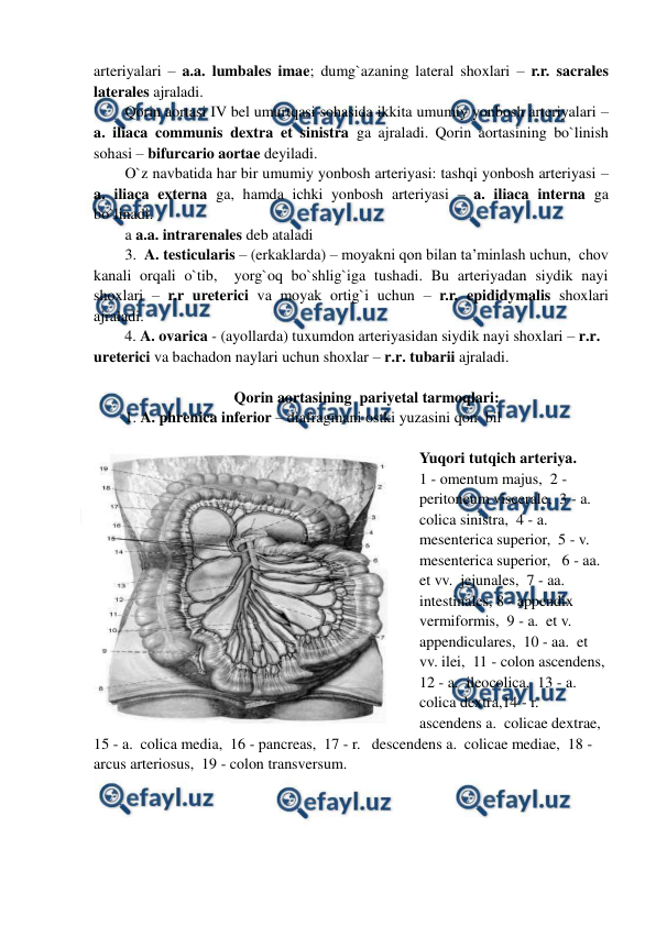  
 
arteriyalari – a.a. lumbales imae; dumg`azaning lateral shoxlari – r.r. sacrales 
laterales ajraladi. 
Qorin aortasi IV bel umurtqasi sohasida ikkita umumiy yonbosh arteriyalari –             
a. iliaca communis dextra et sinistra ga ajraladi. Qorin aortasining bo`linish 
sohasi – bifurcario aortae deyiladi.  
O`z navbatida har bir umumiy yonbosh arteriyasi: tashqi yonbosh arteriyasi – 
a. iliaca externa ga, hamda ichki yonbosh arteriyasi – a. iliaca interna ga 
bo`linadi.  
a a.a. intrarenales deb ataladi 
3.  A. testicularis – (erkaklarda) – moyakni qon bilan ta’minlash uchun,  chov 
kanali orqali o`tib,  yorg`oq bo`shlig`iga tushadi. Bu arteriyadan siydik nayi 
shoxlari – r.r ureterici va moyak ortig`i uchun – r.r. epididymalis shoxlari 
ajraladi. 
4. A. ovarica - (ayollarda) tuxumdon arteriyasidan siydik nayi shoxlari – r.r. 
ureterici va bachadon naylari uchun shoxlar – r.r. tubarii ajraladi. 
 
Qorin aortasining  pariyetal tarmoqlari: 
1. A. phrenica inferior – diafragmani ostki yuzasini qon  bil  
 
Yuqori tutqich arteriya.   
1 - omentum majus,  2 - 
peritoneum viscerale,  3 - a.  
colica sinistra,  4 - a.  
mesenterica superior,  5 - v. 
mesenterica superior,   6 - aa.  
et vv.  jejunales,  7 - aa.  
intestinales, 8 - appendix 
vermiformis,  9 - a.  et v.  
appendiculares,  10 - aa.  et 
vv. ilei,  11 - colon ascendens,  
12 - a.  ileocolica,  13 - a.  
colica dextra,14 - r.  
ascendens a.  colicae dextrae,  
15 - a.  colica media,  16 - pancreas,  17 - r.   descendens a.  colicae mediae,  18 - 
arcus arteriosus,  19 - colon transversum.  
 
 
 
                                                                               
 
