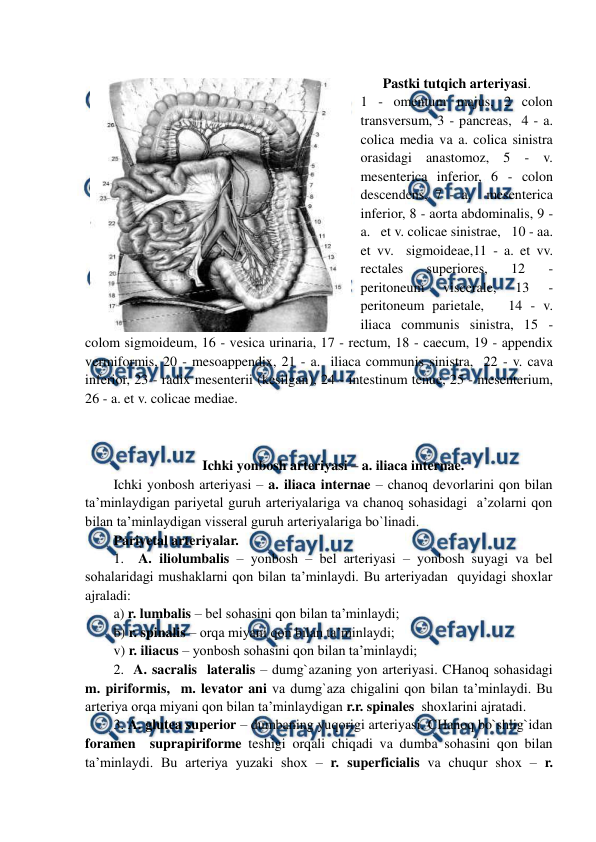  
 
 
Pastki tutqich arteriyasi. 
1 - omentum majus, 2 colon 
transversum, 3 - pancreas,  4 - a. 
colica media va a. colica sinistra 
orasidagi anastomoz, 5 - v.  
mesenterica inferior, 6 - colon 
descendens, 7 - a.  mesenterica 
inferior, 8 - aorta abdominalis, 9 - 
a.   et v. colicae sinistrae,   10 - aa. 
et vv.  sigmoideae,11 - a. et vv.  
rectales 
superiores, 
12 
- 
peritoneum 
viscerale, 
13 
- 
peritoneum parietale,   14 - v.  
iliaca communis sinistra, 15 - 
colom sigmoideum, 16 - vesica urinaria, 17 - rectum, 18 - caecum, 19 - appendix 
vermiformis, 20 - mesoappendix, 21 - a.  iliaca communis sinistra,  22 - v. cava 
inferior, 23 - radix mesenterii (kesilgan), 24 - intestinum tenue, 25 - mesenterium, 
26 - a. et v. colicae mediae.  
 
 
Ichki yonbosh arteriyasi – a. iliaca internae. 
Ichki yonbosh arteriyasi – a. iliaca internae – chanoq devorlarini qon bilan 
ta’minlaydigan pariyetal guruh arteriyalariga va chanoq sohasidagi  a’zolarni qon 
bilan ta’minlaydigan visseral guruh arteriyalariga bo`linadi.  
Pariyetal arteriyalar.  
1.  A. iliolumbalis – yonbosh – bel arteriyasi – yonbosh suyagi va bel 
sohalaridagi mushaklarni qon bilan ta’minlaydi. Bu arteriyadan  quyidagi shoxlar 
ajraladi: 
a) r. lumbalis – bel sohasini qon bilan ta’minlaydi;        
b) r. spinalis – orqa miyani qon bilan ta’minlaydi; 
v) r. iliacus – yonbosh sohasini qon bilan ta’minlaydi; 
2.  A. sacralis  lateralis – dumg`azaning yon arteriyasi. CHanoq sohasidagi 
m. piriformis,  m. levator ani va dumg`aza chigalini qon bilan ta’minlaydi. Bu 
arteriya orqa miyani qon bilan ta’minlaydigan r.r. spinales  shoxlarini ajratadi. 
3. A. glutea superior – dumbaning yuqorigi arteriyasi. CHanoq bo`shlig`idan 
foramen  suprapiriforme teshigi orqali chiqadi va dumba sohasini qon bilan 
ta’minlaydi. Bu arteriya yuzaki shox – r. superficialis va chuqur shox – r. 
 
