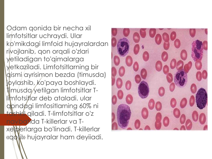 Odam qonida bir necha xil 
limfotsitlar uchraydi. Ular 
ko'mikdagi limfoid hujayralardan 
rivojlanib, qon orqali o'zlari 
yetiladigan to'qimalarga 
yetkaziladi. Limfotsitlarning bir 
qismi ayrisimon bezda (timusda) 
joylashib, ko'paya boshlaydi. 
Timusda yetilgan limfotsitlar T-
limfotsitlar deb ataladi. ular 
qondagi limfositlarning 60% ni 
tashkil qiladi. T-limfotsitlar o'z 
navbatida T-killerlar va T-
xelperlarga bo'linadi. T-killerlar 
«qotil» hujayralar ham deyiiadi.
