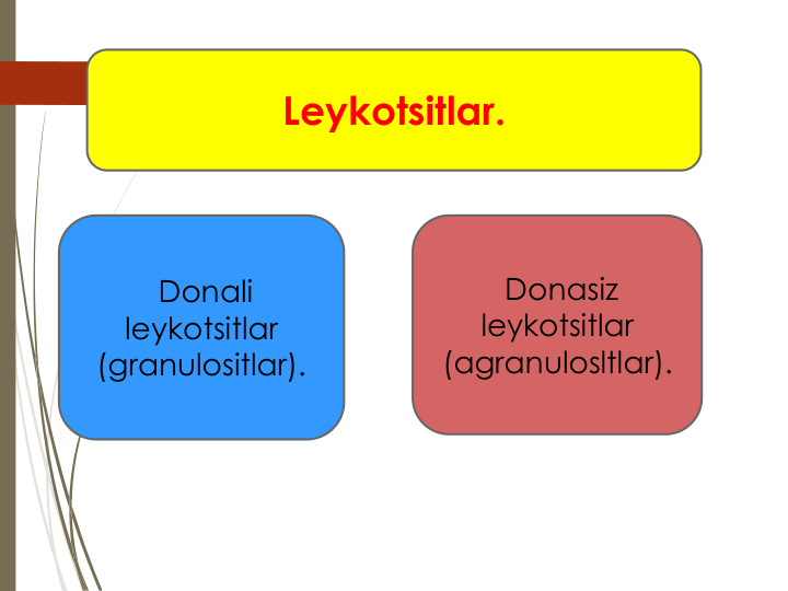 Leykotsitlar.
Donali 
leykotsitlar 
(granulositlar).
Donasiz 
leykotsitlar 
(agranulosltlar).
