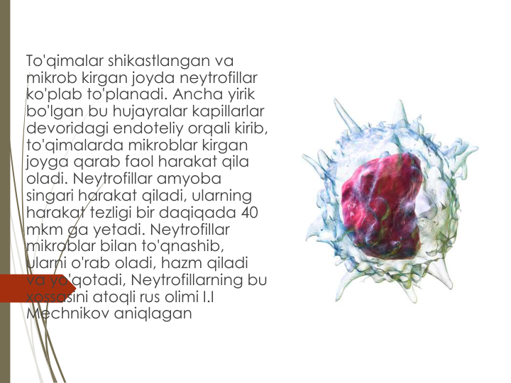 To'qimalar shikastlangan va 
mikrob kirgan joyda neytrofillar 
ko'plab to'planadi. Ancha yirik 
bo'lgan bu hujayralar kapillarlar 
devoridagi endoteliy orqali kirib, 
to'qimalarda mikroblar kirgan 
joyga qarab faol harakat qila 
oladi. Neytrofillar amyoba 
singari harakat qiladi, ularning 
harakat tezligi bir daqiqada 40 
mkm ga yetadi. Neytrofillar 
mikroblar bilan to'qnashib, 
ularni o'rab oladi, hazm qiladi 
va yo'qotadi, Neytrofillarning bu 
xossasini atoqli rus olimi I.I 
Mechnikov aniqlagan
