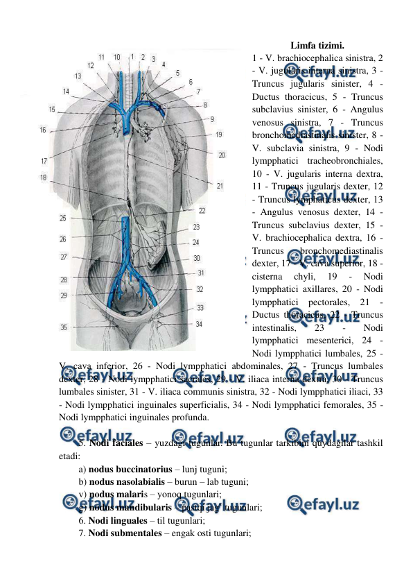  
 
Limfa tizimi. 
1 - V. brachiocephalica sinistra, 2 
- V. jugularis interna sinistra, 3 - 
Truncus jugularis sinister, 4 - 
Ductus thoracicus, 5 - Truncus 
subclavius sinister, 6 - Angulus 
venosus sinistra, 7 - Truncus 
bronchomediastinalis sinister, 8 - 
V. subclavia sinistra, 9 - Nodi 
lympphatici tracheobronchiales, 
10 - V. jugularis interna dextra, 
11 - Truncus jugularis dexter, 12 
- Truncus lymphaticus dexter, 13 
- Angulus venosus dexter, 14 - 
Truncus subclavius dexter, 15 - 
V. brachiocephalica dextra, 16 - 
Truncus 
bronchomediastinalis 
dexter, 17 - V. cava superior, 18 - 
cisterna 
chyli, 
19 
- 
Nodi 
lympphatici axillares, 20 - Nodi 
lympphatici pectorales, 21 - 
Ductus thoracicus, 22 - Truncus 
intestinalis, 
23 
- 
Nodi 
lympphatici mesenterici, 24 - 
Nodi lympphatici lumbales, 25 - 
V. cava inferior, 26 - Nodi lympphatici abdominales, 27 - Truncus lumbales 
dexter, 28 - Nodi lympphatici sacrales, 29 - V. iliaca interna dextra, 30 - Truncus 
lumbales sinister, 31 - V. iliaca communis sinistra, 32 - Nodi lympphatici iliaci, 33 
- Nodi lympphatici inguinales superficialis, 34 - Nodi lympphatici femorales, 35 - 
Nodi lympphatici inguinales profunda. 
  
5. Nodi faciales – yuzdagi tugunlar. Bu tugunlar tarkibini quydagilar tashkil 
etadi:  
a) nodus buccinatorius – lunj tuguni; 
b) nodus nasolabialis – burun – lab tuguni;  
v) nodus malaris – yonoq tugunlari;  
g) nodus mandibularis – pastqi jag` tugunlari;  
6. Nodi linguales – til tugunlari;  
7. Nodi submentales – engak osti tugunlari;  
