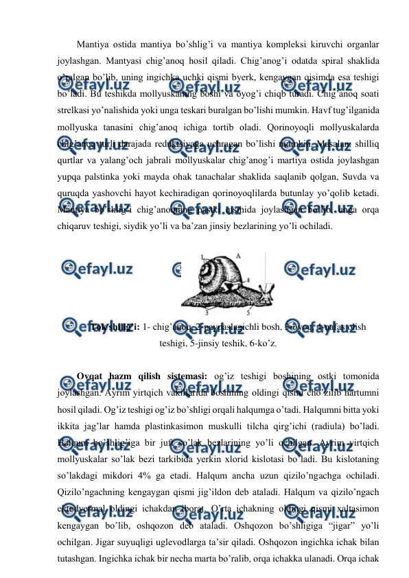  
 
Mantiya ostida mantiya bo’shlig’i va mantiya kompleksi kiruvchi organlar 
joylashgan. Mantyasi chig’anoq hosil qiladi. Chig’anog’i odatda spiral shaklida 
o’ralgan bo’lib, uning ingichka uchki qismi byerk, kengaygan qisimda esa teshigi 
bo’ladi. Bu teshikda mollyuskaning boshi va oyog’i chiqb turadi. Chig’anoq soati 
strelkasi yo’nalishida yoki unga teskari buralgan bo’lishi mumkin. Havf tug’ilganida 
mollyuska tanasini chig’anoq ichiga tortib oladi. Qorinoyoqli mollyuskalarda 
chig’anoq turli darajada reduktsiyaga uchragan bo’lishi mumkin. Masalan: shilliq 
qurtlar va yalang’och jabrali mollyuskalar chig’anog’i martiya ostida joylashgan 
yupqa palstinka yoki mayda ohak tanachalar shaklida saqlanib qolgan, Suvda va 
quruqda yashovchi hayot kechiradigan qorinoyoqlilarda butunlay yo’qolib ketadi. 
Mantiya bo’shlig’i chig’anoqning pastki qismida joylashgan bo’lib, unga orqa 
chiqaruv teshigi, siydik yo’li va ba’zan jinsiy bezlarining yo’li ochiladi. 
 
 
Tok shilig’i: 1- chig’anoq, 2-paypaslagichli bosh, 3-oyoq, 4-nafas olish 
teshigi, 5-jinsiy teshik, 6-ko’z. 
 
Ovqat hazm qilish sistemasi: og’iz teshigi boshining ostki tomonida 
joylashgan. Ayrim yirtqich vakillarida boshining oldingi qismi cho’zilib hartumni 
hosil qiladi. Og’iz teshigi og’iz bo’shligi orqali halqumga o’tadi. Halqumni bitta yoki 
ikkita jag’lar hamda plastinkasimon muskulli tilcha qirg’ichi (radiula) bo’ladi. 
Halqum bo’shlig’iga bir juft so’lak bezlarining yo’li ochilgan. Ayrim yirtqich 
mollyuskalar so’lak bezi tarkibida yerkin xlorid kislotasi bo’ladi. Bu kislotaning 
so’lakdagi mikdori 4% ga etadi. Halqum ancha uzun qizilo’ngachga ochiladi. 
Qizilo’ngachning kengaygan qismi jig’ildon deb ataladi. Halqum va qizilo’ngach 
ektodyermal oldingi ichakdan iborat. O’rta ichakning oldingi qismi xaltasimon 
kengaygan bo’lib, oshqozon deb ataladi. Oshqozon bo’shligiga “jigar” yo’li 
ochilgan. Jigar suyuqligi uglevodlarga ta’sir qiladi. Oshqozon ingichka ichak bilan 
tutashgan. Ingichka ichak bir necha marta bo’ralib, orqa ichakka ulanadi. Orqa ichak 
