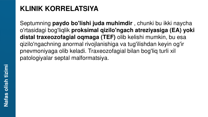 Nafas olish tizimi
KLINIK KORRELATSIYA
Septumning paydo bo'lishi juda muhimdir , chunki bu ikki naycha 
o'rtasidagi bog'liqlik proksimal qizilo'ngach atreziyasiga (EA) yoki 
distal traxeozofagial oqmaga (TEF) olib kelishi mumkin, bu esa 
qizilo'ngachning anormal rivojlanishiga va tug'ilishdan keyin og'ir 
pnevmoniyaga olib keladi. Traxeozofagial bilan bog'liq turli xil 
patologiyalar septal malformatsiya.
