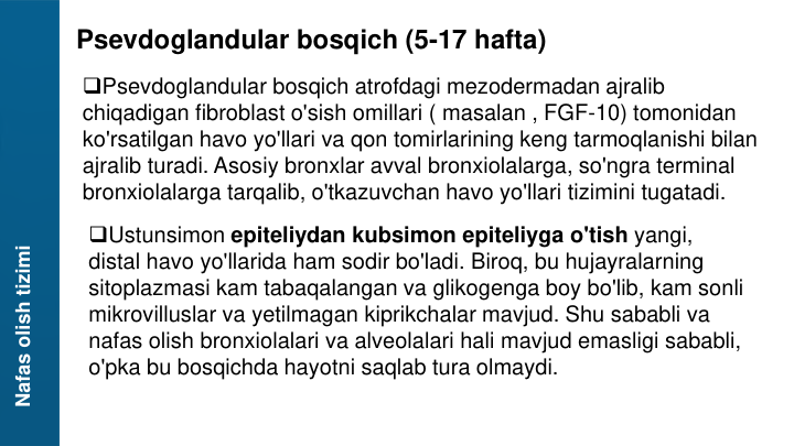 Nafas olish tizimi
Psevdoglandular bosqich (5-17 hafta)
Psevdoglandular bosqich atrofdagi mezodermadan ajralib 
chiqadigan fibroblast o'sish omillari ( masalan , FGF-10) tomonidan 
ko'rsatilgan havo yo'llari va qon tomirlarining keng tarmoqlanishi bilan 
ajralib turadi. Asosiy bronxlar avval bronxiolalarga, so'ngra terminal 
bronxiolalarga tarqalib, o'tkazuvchan havo yo'llari tizimini tugatadi.
Ustunsimon epiteliydan kubsimon epiteliyga o'tish yangi, 
distal havo yo'llarida ham sodir bo'ladi. Biroq, bu hujayralarning 
sitoplazmasi kam tabaqalangan va glikogenga boy bo'lib, kam sonli 
mikrovilluslar va yetilmagan kiprikchalar mavjud. Shu sababli va 
nafas olish bronxiolalari va alveolalari hali mavjud emasligi sababli, 
o'pka bu bosqichda hayotni saqlab tura olmaydi.
