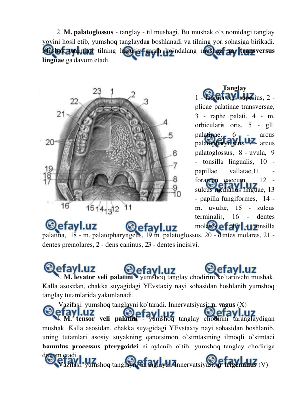  
 
2. M. palatoglossus - tanglay - til mushagi. Bu mushak o`z nomidagi tanglay 
yoyini hosil etib, yumshoq tanglaydan boshlanadi va tilning yon sohasiga birikadi. 
Mushak tutamlari tilning hususiy guruh ko`ndalang mushagi m. transversus 
linguae ga davom etadi.  
 
Tanglay 
1 - labium oris superius, 2 - 
plicae palatinae transversae, 
3 - raphe palati, 4 - m. 
orbicularis oris, 5 - gll. 
palatinae, 
6 
- 
arcus 
palatopharyngeus, 7 - arcus 
palatoglossus,  8 - uvula,  9 
- tonsilla lingualis, 10 - 
papillae 
vallatae,11 
- 
foramen caecum,  12 - 
sulcus medianus linguae, 13 
- papilla fungiformes,  14 - 
m. uvulae, 15 - sulcus 
terminalis, 
16 
- 
dentes 
molares,  17 - tonsilla 
palatina,  18 - m. palatopharyngeus, 19 m. palatoglossus, 20 - dentes molares, 21 - 
dentes premolares, 2 - dens caninus, 23 - dentes incisivi.  
 
            
3. M. levator veli palatini - yumshoq tanglay chodirini ko`taruvchi mushak. 
Kalla asosidan, chakka suyagidagi YEvstaxiy nayi sohasidan boshlanib yumshoq 
tanglay tutamlarida yakunlanadi.  
 Vazifasi: yumshoq tanglayni ko`taradi. Innervatsiyasi: n. vagus (X)  
4. M. tensor veli palatini - yumshoq tanglay chodirini taranglaydigan 
mushak. Kalla asosidan, chakka suyagidagi YEvstaxiy nayi sohasidan boshlanib, 
uning tutamlari asosiy suyakning qanotsimon o`simtasining ilmoqli o`simtaci 
hamulus processus pterygoidei ni aylanib o`tib, yumshoq tanglay chodiriga 
davom etadi.  
 Vazifasi: yumshoq tanglayni taranglaydi. Innervatsiyasi: n. trigeminus (V) 
 
