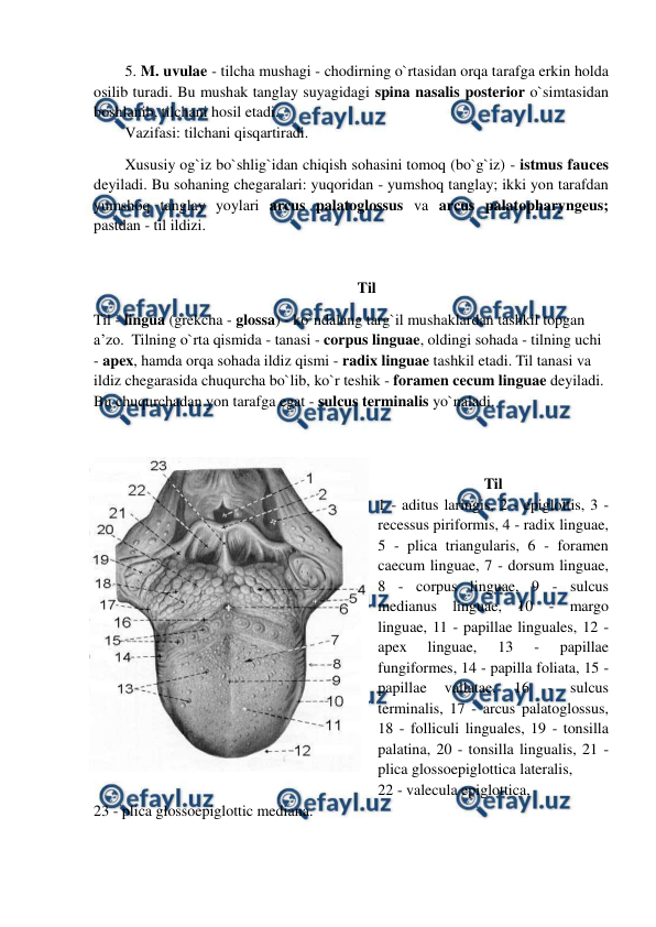  
 
5. M. uvulae - tilcha mushagi - chodirning o`rtasidan orqa tarafga erkin holda 
osilib turadi. Bu mushak tanglay suyagidagi spina nasalis posterior o`simtasidan 
boshlanib, tilchani hosil etadi.  
Vazifasi: tilchani qisqartiradi.  
Xususiy og`iz bo`shlig`idan chiqish sohasini tomoq (bo`g`iz) - istmus fauces 
deyiladi. Bu sohaning chegaralari: yuqoridan - yumshoq tanglay; ikki yon tarafdan 
yumshoq tanglay yoylari arcus palatoglossus va arcus palatopharyngeus; 
pastdan - til ildizi.  
 
Til 
Til - lingua (grekcha - glossa) - ko`ndalang targ`il mushaklardan tashkil topgan 
a’zo.  Tilning o`rta qismida - tanasi - corpus linguae, oldingi sohada - tilning uchi 
- apex, hamda orqa sohada ildiz qismi - radix linguae tashkil etadi. Til tanasi va 
ildiz chegarasida chuqurcha bo`lib, ko`r teshik - foramen cecum linguae deyiladi. 
Bu chuqurchadan yon tarafga egat - sulcus terminalis yo`naladi. 
     
 
Til 
1 - aditus laringis, 2 - epiglottis, 3 - 
recessus piriformis, 4 - radix linguae, 
5 - plica triangularis, 6 - foramen 
caecum linguae, 7 - dorsum linguae, 
8 - corpus linguae, 9 - sulcus 
medianus linguae, 10 - margo 
linguae, 11 - papillae linguales, 12 - 
apex 
linguae, 
13 
- 
papillae 
fungiformes, 14 - papilla foliata, 15 - 
papillae 
vallatae, 
16 
- 
sulcus 
terminalis, 17 - arcus palatoglossus, 
18 - folliculi linguales, 19 - tonsilla 
palatina, 20 - tonsilla lingualis, 21 - 
plica glossoepiglottica lateralis,  
22 - valecula epiglottica,  
23 - plica glossoepiglottic mediana.  
 
 
