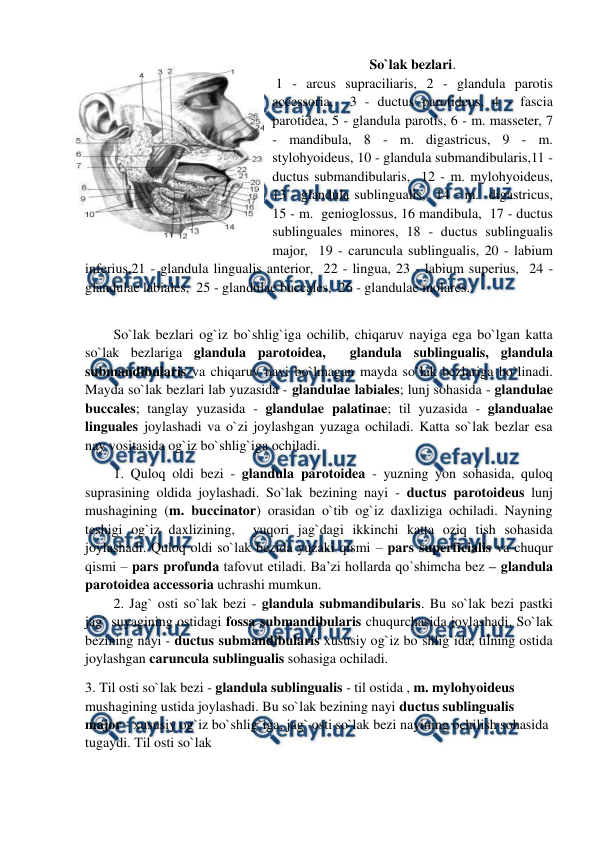  
 
So`lak bezlari. 
 1 - arcus supraciliaris, 2 - glandula parotis 
accessoria,  3 - ductus parotideus, 4 - fascia 
parotidea, 5 - glandula parotis, 6 - m. masseter, 7 
- mandibula, 8 - m. digastricus, 9 - m. 
stylohyoideus, 10 - glandula submandibularis,11 - 
ductus submandibularis,  12 - m. mylohyoideus, 
13 - glandula sublingualis,  14 - m.  digastricus,  
15 - m.  genioglossus, 16 mandibula,  17 - ductus 
sublinguales minores, 18 - ductus sublingualis 
major,  19 - caruncula sublingualis, 20 - labium 
inferius,21 - glandula lingualis anterior,  22 - lingua, 23 - labium superius,  24 - 
glandulae labiales,  25 - glandulae buccales,  26 - glandulae molares.  
 
So`lak bezlari og`iz bo`shlig`iga ochilib, chiqaruv nayiga ega bo`lgan katta 
so`lak bezlariga glandula parotoidea,  glandula sublingualis, glandula 
submandibularis va chiqaruv nayi bo`lmagan mayda so`lak bezlariga bo`linadi. 
Mayda so`lak bezlari lab yuzasida - glandulae labiales; lunj sohasida - glandulae 
buccales; tanglay yuzasida - glandulae palatinae; til yuzasida - glandualae 
linguales joylashadi va o`zi joylashgan yuzaga ochiladi. Katta so`lak bezlar esa 
nay vositasida og`iz bo`shlig`iga ochiladi.  
1. Quloq oldi bezi - glandula parotoidea - yuzning yon sohasida, quloq 
suprasining oldida joylashadi. So`lak bezining nayi - ductus parotoideus lunj 
mushagining (m. buccinator) orasidan o`tib og`iz daxliziga ochiladi. Nayning 
teshigi og`iz daxlizining,  yuqori jag`dagi ikkinchi katta oziq tish sohasida 
joylashadi. Quloq oldi so`lak bezida yuzaki qismi – pars superficialis va chuqur 
qismi – pars profunda tafovut etiladi. Ba’zi hollarda qo`shimcha bez – glandula 
parotoidea accessoria uchrashi mumkun.   
2. Jag` osti so`lak bezi - glandula submandibularis. Bu so`lak bezi pastki 
jag` suyagining ostidagi fossa submandibularis chuqurchasida joylashadi. So`lak 
bezining nayi - ductus submandibularis xususiy og`iz bo`shlig`ida, tilning ostida 
joylashgan caruncula sublingualis sohasiga ochiladi.  
3. Til osti so`lak bezi - glandula sublingualis - til ostida , m. mylohyoideus 
mushagining ustida joylashadi. Bu so`lak bezining nayi ductus sublingualis 
major - xususiy og`iz bo`shlig`iga, jag` osti so`lak bezi nayining ochilish sohasida 
tugaydi. Til osti so`lak  
 
