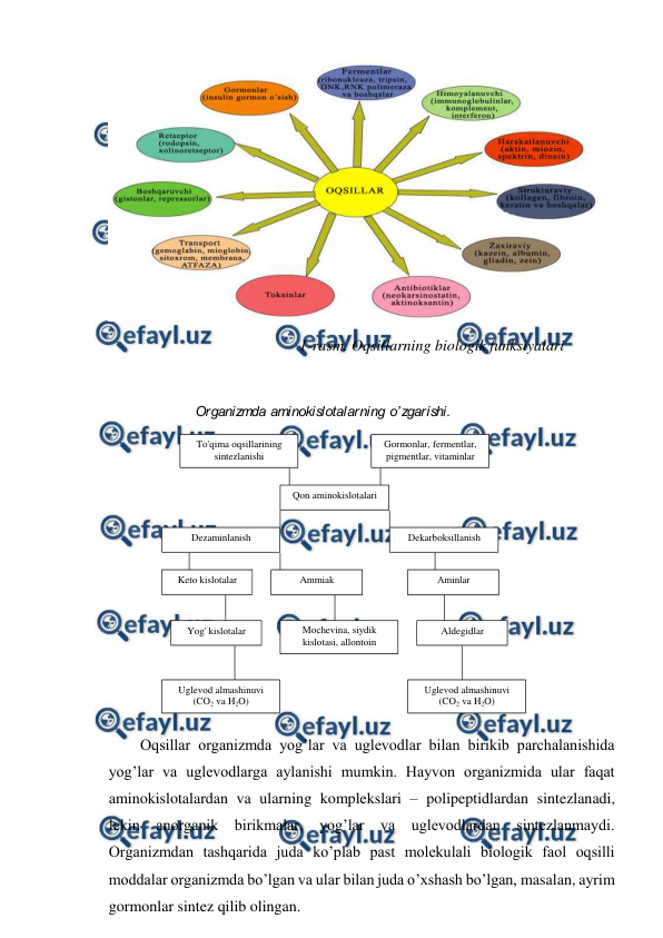  
 
 
                                                 1-rasm. Oqsillarning biologik funksiyalari 
 
To'qima oqsillarining 
sintezlanishi 
Gormonlar, fermentlar, 
pigmentlar, vitaminlar 
Qon aminokislotalari 
Dezaminlanish 
Dekarboksillanish 
Keto kislotalar 
Ammiak 
Aminlar 
Yog' kislotalar 
Mochevina, siydik  
kislotasi, allontoin 
Aldegidlar 
Uglevod almashinuvi 
(CO2 va H2O) 
Uglevod almashinuvi 
(CO2 va H2O) 
Organizmda aminokislotalarning o’zgarishi. 
 
 
 
Oqsillar organizmda yog’lar va uglevodlar bilan birikib parchalanishida 
yog’lar va uglevodlarga aylanishi mumkin. Hayvon organizmida ular faqat 
aminokislotalardan va ularning komplekslari – polipeptidlardan sintezlanadi, 
lekin anorganik birikmalar, yog’lar va uglevodlardan sintezlanmaydi. 
Organizmdan tashqarida juda ko’plab past molekulali biologik faol oqsilli 
moddalar organizmda bo’lgan va ular bilan juda o’xshash bo’lgan, masalan, ayrim 
gormonlar sintez qilib olingan. 
