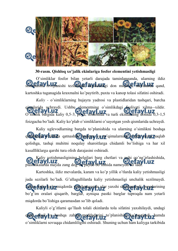  
 
 
30-rasm. Qishloq xo’jalik ekinlariga fosfor elementini yetishmasligi 
O’simliklar fosfor bilan yetarli darajada taminlanganda, ularning ildiz 
sistemasini rivojlanishi tezlashadi, hosildorligi don miqdori, mevalarda qand, 
kartoshka tuganagida kraxmalni ko’paytirib, paxta va kanop tolasi sifatini oshiradi. 
Kaliy - o’simliklarning hujayra yadrosi va plastidlaridan tashqari, barcha 
qismlarida uchraydi. Ushbu elementning o’simlikdagi faoliyati xilma--xildir. 
O’simlik bargida kaliy 0,5-3, poya, somonida va turli ekinlarning donida 0,3-1,5 
foizgacha bo’ladi. Kaliy ko’plab o’simliklarni o’sayotgan yosh qismlarida uchraydi. 
Kaliy uglevodlarning bargda to’planishida va ularning o’simlikni boshqa 
qismlariga o’tishida qatnashib, hujayra va to’qimalarning o’zida suvni saqlab 
qolishga, tashqi muhitni noqulay sharoitlarga chidamli bo’lishiga va har xil 
kasallliklarga qarshi tura olish darajasini oshiradi. 
Kaliy yetishmasligining belgilari barg chetlari va uchi qo’ng’irlashishida, 
plastinkalarda mayda zang dog’lar paydo bo’lishida namoyon bo’ladi. 
Kartoshka, ildiz mevalarda, karam va ko’p yillik o’tlarda kaliy yetishmasligi 
juda sezilarli bo’ladi. G’allagullilarda kaliy yetishmasligi unchalik sezilmaydi. 
Lekin, kaliy ko’p miqdorda yetishmaganda ular yaxshi shoxlamaydi, poyalarining 
bo’g’im oralari qisqarib, barglar, ayniqsa pastki barglar tuproqda nam yetarli 
miqdorda bo’lishiga qaramasdan so’lib qoladi. 
Kaliyli o’g’itlarni qo’llash tolali ekinlarda tola sifatini yaxshilaydi, undagi 
qand, oqsil va boshqa zahira moddadarini to’planishini ko’paytiradi, hamda 
o’simliklarni sovuqqa chidamliligini oshiradi. Shuning uchun ham kaliyga tarkibida 
