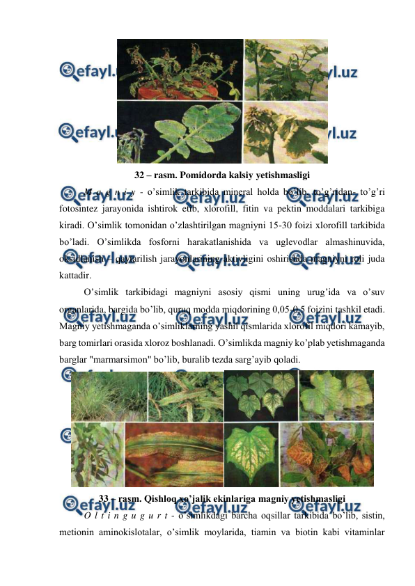  
 
 
32 – rasm. Pomidorda kalsiy yetishmasligi 
M a g n i y - o’simlik tarkibida mineral holda bo’lib, to’g’ridan- to’g’ri 
fotosintez jarayonida ishtirok etib, xlorofill, fitin va pektin moddalari tarkibiga 
kiradi. O’simlik tomonidan o’zlashtirilgan magniyni 15-30 foizi xlorofill tarkibida 
bo’ladi. O’simlikda fosforni harakatlanishida va uglevodlar almashinuvida, 
oksidlanish – qaytarilish jarayonlarining aktivligini oshirishda magniyni roli juda 
kattadir. 
O’simlik tarkibidagi magniyni asosiy qismi uning urug’ida va o’suv 
organlarida, bargida bo’lib, quruq modda miqdorining 0,05-0,5 foizini tashkil etadi. 
Magniy yetishmaganda o’simliklarning yashil qismlarida xlorofil miqdori kamayib, 
barg tomirlari orasida xloroz boshlanadi. O’simlikda magniy ko’plab yetishmaganda 
barglar "marmarsimon" bo’lib, buralib tezda sarg’ayib qoladi. 
 
33 – rasm. Qishloq xo’jalik ekinlariga magniy yetishmasligi 
O l t i n g u g u r t - o’simlikdagi barcha oqsillar tarkibida bo’lib, sistin, 
metionin aminokislotalar, o’simlik moylarida, tiamin va biotin kabi vitaminlar 

