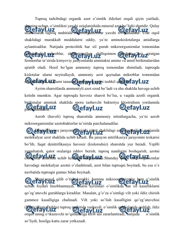  
 
Tuproq tarkibidagi organik azot o’simlik ildizlari orqali qiyin yutiladi, 
shuning uchun, o’simlikni yaxshi oziqlanishida mineral azot bo’lishi shartdir. Qulay 
sharoitlarda tuproq muhitida mikroorganizmlar yaxshi rivojlanadilar. Ular oqsil 
shaklidagi murakkab moddalarni oddiy, ya’ni aminokislotalarga amidlarga 
aylantiradilar. Natijada proteolitik har xil guruh mikroorganizmlar tomonidan 
(chirituvchi mikroblar, aktinomisetlar, shilliqsimon zamburug’lar) ajratgan 
fermentlar ta’sirida kimyoviy jarayonlarda ammiakni amino va amid birikmalaridan 
ajratib oladi. Hosil bo’lgan ammoniy tuproq tomonidan shimiladi, tuproqda 
kislotalar ularni neytrallaydi, ammoniy azot qaytadan mikroblar tomonidan 
o’zlashtiriladi va ularni tanasini ajralmas qismini tashkil qiladilar. 
Ayrim sharoitlarda ammoniyli azot ozod bo’ladi va shu shaklda havoga uchib 
ketishi mumkin. Agar tuproqda havosiz sharoit bo’lsa, u vaqtda azotli organik 
birikmalar ammiak shaklida spora tashuvchi bakteriya klostridium yordamida 
parchalanadilar. 
Aerob (havoli) tuproq sharoitida ammoniy nitratlargacha, ya’ni aerob 
mikroorganizmlar azotobakterlar ta’sirida parchalanadilar. 
Denitrifikasiya jarayoni ta’sirida nitrat shaklidagi azot qaytarilishi natijasida 
molekulyar azot shaklida uchib ketadi. Bu jarayon nitrifikasiya jarayonini teskarisi 
bo’lib, faqat denitrifikasiya havosiz (kislorodsiz) sharoitda yuz beradi. YepHi 
yumshatish, qator oralariga ishlov berish, tuproq namligini boshqarish, azotni 
elementar shaklida uchib ketishini kamaytiradi.Shunday qilib, mikroorganizmlar 
havodagi molekulyar azotni o’zlashtiradi, azot bilan tuproqni boyitadi, bu esa o’z 
navbatida tuproqni gumus bilan boyitadi. 
Shuni qayd qilib o’tish kerakki, hamma mikroorganizmlar ham o’simlik 
uchun foydali hisoblanmaydi. Ularni ayrimlari o’simlikda har xil kasalliklarni 
qo’zg’atuvchi guruhlarga kiradilar. Masalan, g’o’za o’simligi vilt yoki ildiz chirish 
gammoz kasalligiga chalinadi. Vilt yoki so’lish kasalligini qo’zg’atuvchisi 
(Verticillium Dohlia) tuproq muhitida yashaydi, o’simlik qoldiqlarida qishlab, ildiz 
orqali uning o’tkazuvchi to’qimalariga kirib uni zararlantiradi, natijada 
o’simlik 
so’liydi, hosilga katta zarar yetkazadi.  
