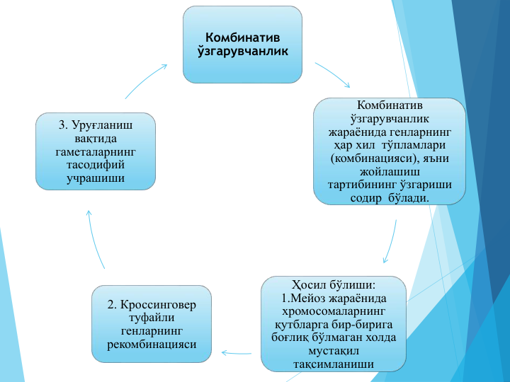 Комбинатив
ўзгарувчанлик
Комбинатив 
ўзгарувчанлик 
жараёнида генларнинг 
ҳар хил тўпламлари 
(комбинацияси), яъни
жойлашиш
тартибининг ўзгариши 
содир бўлади. 
Ҳосил бўлиши:  
1.Мейоз жараёнида
хромосомаларнинг
қутбларга бир-бирига
боғлиқ бўлмаган холда
мустақил
тақсимланиши
2. Кроссинговер 
туфайли
генларнинг
рекомбинацияси
3. Уруғланиш 
вақтида 
гаметаларнинг
тасодифий
учрашиши
