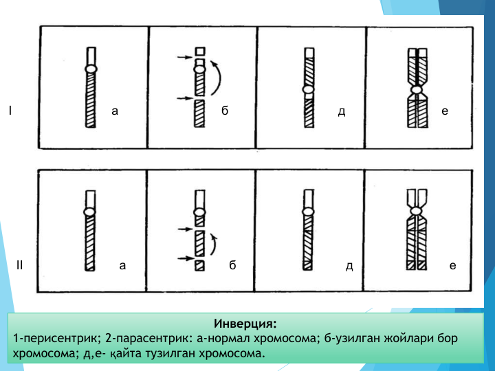 Инверция:
1-перисентрик; 2-парасентрик: а-нормал хромосома; б-узилган жойлари бор 
хромосома; д,е- қайта тузилган хромосома.
I                             а                              б                                д                            е
II                            а                              б                                д                            е
