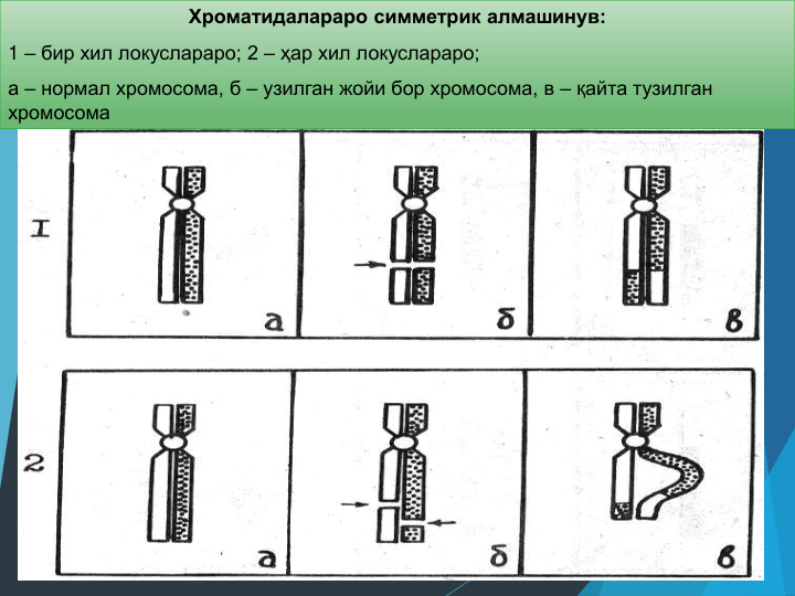 Хроматидалараро симметрик алмашинув: 
1 – бир хил локуслараро; 2 – ҳар хил локуслараро; 
а – нормал хромосома, б – узилган жойи бор хромосома, в – қайта тузилган 
хромосома
