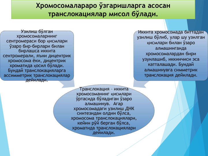 Хромосомалараро ўзгаришларга асосан 
транслокациялар мисол бўлади. 
Транслокация – иккита 
хромосоманинг қисмлари 
ўртасида бўладиган ўзаро 
алмашинув.  Агар 
хромосомадаги узилиш ДНК 
синтезидан олдин бўлса, 
хромосома транслокациялари, 
кейин рўй берган бўлса, 
хроматида транслокациялари 
дейилади.
Узилиш бўлган 
хромосомаларнинг 
сентромераси бор қисмлари 
ўзаро бир-бирлари билан 
бирлашса иккита 
сентромерали, яъни дицентрик 
хромосома ёки, дицентрик 
хроматида ҳосил бўлади. 
Бундай транслокацияларга 
ассимметрик транслокациялар 
дейилади.
Иккита хромосомада биттадан 
узилиш бўлиб, улар шу узилган 
қисмлари билан ўзаро 
алмашинганда 
хромосомалардан бири 
узунлашиб, иккинчиси эса 
катталашади. Бундай 
алмашинувга симметрик 
транслокация дейилади.
