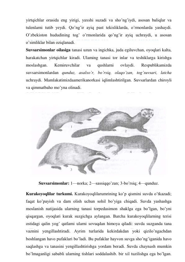  
 
yirtqichlar orasida eng yirigi, yaxshi suzadi va sho’ng’iydi, asosan baliqlar va 
tulenlarni tutib yeydi. Qo’ng’ir ayiq past tekisliklarda, o’rmonlarda yashaydi. 
O’zbekiston hududining tog’ o’rmonlarida qo’ng’ir ayiq uchraydi, u asosan 
o’simliklar bilan oziqlanadi. 
Suvsarsimonlar oilasiga tanasi uzun va ingichka, juda egiluvchan, oyoqlari kalta, 
harakatchan yirtqichlar kiradi. Ulaming tanasi tor inlar va teshiklarga kirishga 
moslashgan. 
Kemiruvchilar 
va 
qushlarni 
ovlaydi. 
Respublikamizda 
suvsarsimonlardan qunduz, asalxo’r, bo’rsiq, olaqo’zan, tog’suvsari, latcha 
uchraydi. Mamlakatimizdaamerikanorkasi iqlimlashtirilgan. Suvsarlardan chiroyli 
va qimmatbaho mo’yna olinadi. 
 
 
Suvsarsimonlar: 1—norka; 2—sassiqqo’zan; 3-bo’rsiq; 4—qunduz. 
Kurakoyoqlilar turkumi. Kurakoyoqlilarumrining ko’p qismini suvda o’tkazadi; 
faqat ko’payish va dam olish uchun sohil bo’yiga chiqadi. Suvda yashashga 
moslanish natijasida ularning tanasi torpedasimon shaklga ega bo’lgan, bo’yni 
qisqargan, oyoqlari kurak suzgichga aylangan. Barcha kurakoyoqlilarning terisi 
ostidagi qalin yog’ qatlami ularni sovuqdan himoya qiladi: suvda suzganda tana 
vaznini yengillashtiradi. Ayrim turlarida kekirdakdan yoki qizilo’ngachdan 
boshlangan havo pufaklari bo’ladi. Bu pufaklar hayvon suvga sho’ng’iganida havo 
saqlashga va tanasini yengillashtirishga yordam beradi. Suvda chaynash mumkin 
bo’lmaganligi sababli ularning tishlari soddalashib. bir xil tuzilishga ega bo’lgan. 
