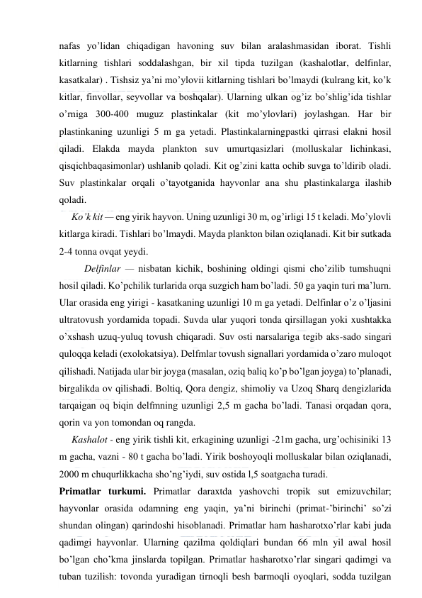  
 
nafas yo’lidan chiqadigan havoning suv bilan aralashmasidan iborat. Tishli 
kitlarning tishlari soddalashgan, bir xil tipda tuzilgan (kashalotlar, delfinlar, 
kasatkalar) . Tishsiz ya’ni mo’ylovii kitlarning tishlari bo’lmaydi (kulrang kit, ko’k 
kitlar, finvollar, seyvollar va boshqalar). Ularning ulkan og’iz bo’shlig’ida tishlar 
o’rniga 300-400 muguz plastinkalar (kit mo’ylovlari) joylashgan. Har bir 
plastinkaning uzunligi 5 m ga yetadi. Plastinkalarningpastki qirrasi elakni hosil 
qiladi. Elakda mayda plankton suv umurtqasizlari (molluskalar lichinkasi, 
qisqichbaqasimonlar) ushlanib qoladi. Kit og’zini katta ochib suvga to’ldirib oladi. 
Suv plastinkalar orqali o’tayotganida hayvonlar ana shu plastinkalarga ilashib 
qoladi. 
     Ko’k kit — eng yirik hayvon. Uning uzunligi 30 m, og’irligi 15 t keladi. Mo’ylovli 
kitlarga kiradi. Tishlari bo’lmaydi. Mayda plankton bilan oziqlanadi. Kit bir sutkada 
2-4 tonna ovqat yeydi. 
Delfinlar — nisbatan kichik, boshining oldingi qismi cho’zilib tumshuqni 
hosil qiladi. Ko’pchilik turlarida orqa suzgich ham bo’ladi. 50 ga yaqin turi ma’lurn. 
Ular orasida eng yirigi - kasatkaning uzunligi 10 m ga yetadi. Delfinlar o’z o’ljasini 
ultratovush yordamida topadi. Suvda ular yuqori tonda qirsillagan yoki xushtakka 
o’xshash uzuq-yuluq tovush chiqaradi. Suv osti narsalariga tegib aks-sado singari 
quloqqa keladi (exolokatsiya). Delfmlar tovush signallari yordamida o’zaro muloqot 
qilishadi. Natijada ular bir joyga (masalan, oziq baliq ko’p bo’lgan joyga) to’planadi, 
birgalikda ov qilishadi. Boltiq, Qora dengiz, shimoliy va Uzoq Sharq dengizlarida 
tarqaigan oq biqin delfmning uzunligi 2,5 m gacha bo’ladi. Tanasi orqadan qora, 
qorin va yon tomondan oq rangda. 
     Kashalot - eng yirik tishli kit, erkagining uzunligi -21m gacha, urg’ochisiniki 13 
m gacha, vazni - 80 t gacha bo’ladi. Yirik boshoyoqli molluskalar bilan oziqlanadi, 
2000 m chuqurlikkacha sho’ng’iydi, suv ostida l,5 soatgacha turadi. 
Primatlar turkumi. Primatlar daraxtda yashovchi tropik sut emizuvchilar; 
hayvonlar orasida odamning eng yaqin, ya’ni birinchi (primat-’birinchi’ so’zi 
shundan olingan) qarindoshi hisoblanadi. Primatlar ham hasharotxo’rlar kabi juda 
qadimgi hayvonlar. Ularning qazilma qoldiqlari bundan 66 mln yil awal hosil 
bo’lgan cho’kma jinslarda topilgan. Primatlar hasharotxo’rlar singari qadimgi va 
tuban tuzilish: tovonda yuradigan tirnoqli besh barmoqli oyoqlari, sodda tuzilgan 
