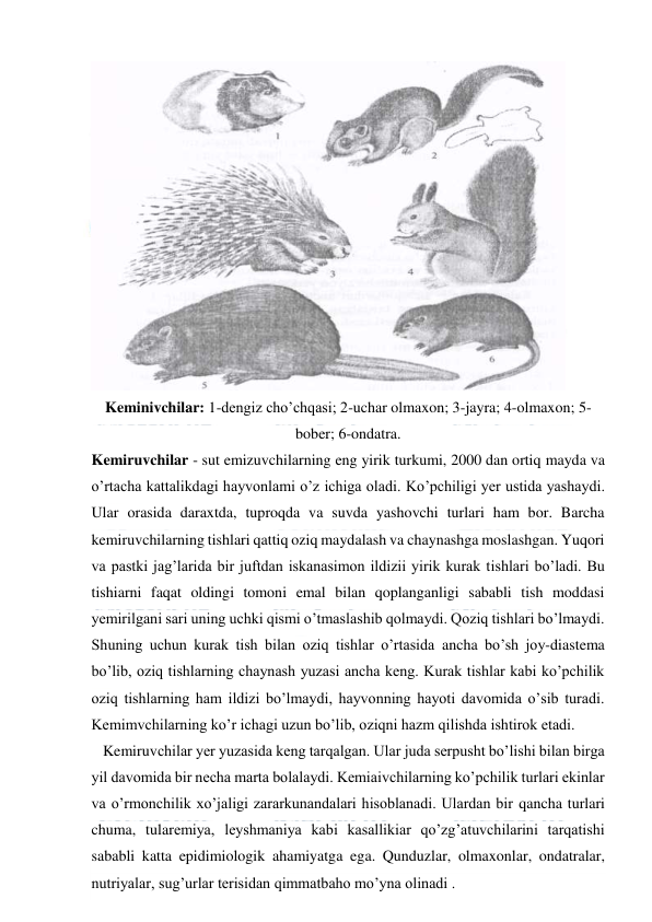  
 
 
Keminivchilar: 1-dengiz cho’chqasi; 2-uchar olmaxon; 3-jayra; 4-olmaxon; 5-
bober; 6-ondatra. 
Kemiruvchilar - sut emizuvchilarning eng yirik turkumi, 2000 dan ortiq mayda va 
o’rtacha kattalikdagi hayvonlami o’z ichiga oladi. Ko’pchiligi yer ustida yashaydi. 
Ular orasida daraxtda, tuproqda va suvda yashovchi turlari ham bor. Barcha 
kemiruvchilarning tishlari qattiq oziq maydalash va chaynashga moslashgan. Yuqori 
va pastki jag’larida bir juftdan iskanasimon ildizii yirik kurak tishlari bo’ladi. Bu 
tishiarni faqat oldingi tomoni emal bilan qoplanganligi sababli tish moddasi 
yemirilgani sari uning uchki qismi o’tmaslashib qolmaydi. Qoziq tishlari bo’lmaydi. 
Shuning uchun kurak tish bilan oziq tishlar o’rtasida ancha bo’sh joy-diastema 
bo’lib, oziq tishlarning chaynash yuzasi ancha keng. Kurak tishlar kabi ko’pchilik 
oziq tishlarning ham ildizi bo’lmaydi, hayvonning hayoti davomida o’sib turadi. 
Kemimvchilarning ko’r ichagi uzun bo’lib, oziqni hazm qilishda ishtirok etadi. 
   Kemiruvchilar yer yuzasida keng tarqalgan. Ular juda serpusht bo’lishi bilan birga 
yil davomida bir necha marta bolalaydi. Kemiaivchilarning ko’pchilik turlari ekinlar 
va o’rmonchilik xo’jaligi zararkunandalari hisoblanadi. Ulardan bir qancha turlari 
chuma, tularemiya, leyshmaniya kabi kasallikiar qo’zg’atuvchilarini tarqatishi 
sababli katta epidimiologik ahamiyatga ega. Qunduzlar, olmaxonlar, ondatralar, 
nutriyalar, sug’urlar terisidan qimmatbaho mo’yna olinadi . 
