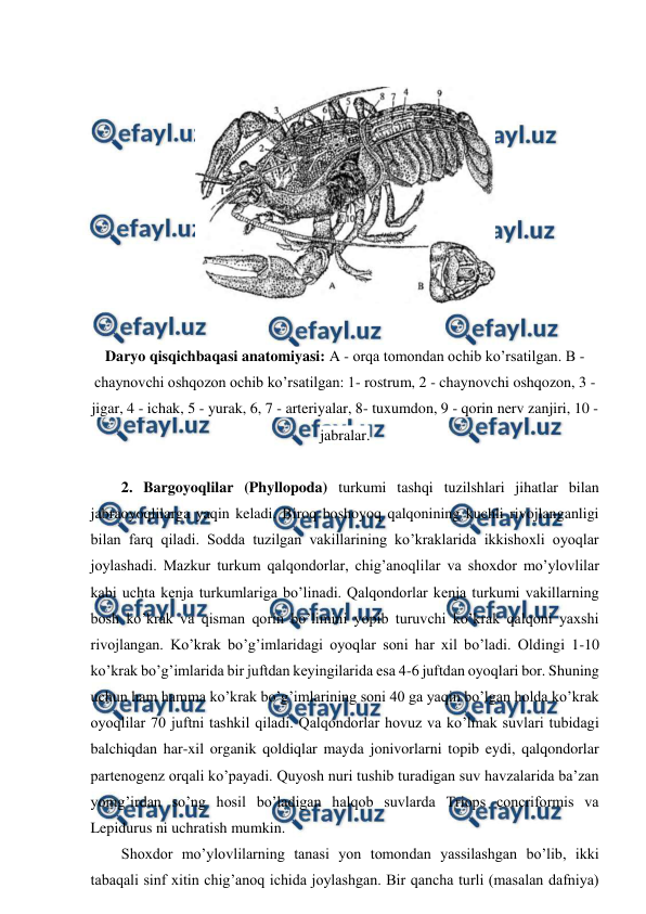  
 
 
Daryo qisqichbaqasi anatomiyasi: A - orqa tomondan ochib ko’rsatilgan. В - 
chaynovchi oshqozon ochib ko’rsatilgan: 1- rostrum, 2 - chaynovchi oshqozon, 3 - 
jigar, 4 - ichak, 5 - yurak, 6, 7 - arteriyalar, 8- tuxumdon, 9 - qorin nerv zanjiri, 10 - 
jabralar. 
 
2. Bargoyoqlilar (Phyllopoda) turkumi tashqi tuzilshlari jihatlar bilan 
jabraoyoqlilarga yaqin keladi. Biroq boshoyoq qalqonining kuchli rivojlanganligi 
bilan farq qiladi. Sodda tuzilgan vakillarining ko’kraklarida ikkishoxli oyoqlar 
joylashadi. Mazkur turkum qalqondorlar, chig’anoqlilar va shoxdor mo’ylovlilar 
kabi uchta kenja turkumlariga bo’linadi. Qalqondorlar kenja turkumi vakillarning 
bosh ko’krak va qisman qorin bo’limini yopib turuvchi ko’krak qalqoni yaxshi 
rivojlangan. Ko’krak bo’g’imlaridagi oyoqlar soni har xil bo’ladi. Oldingi 1-10 
ko’krak bo’g’imlarida bir juftdan keyingilarida esa 4-6 juftdan oyoqlari bor. Shuning 
uchun ham hamma ko’krak bo’g’imlarining soni 40 ga yaqin bo’lgan holda ko’krak 
oyoqlilar 70 juftni tashkil qiladi. Qalqondorlar hovuz va ko’lmak suvlari tubidagi 
balchiqdan har-xil organik qoldiqlar mayda jonivorlarni topib eydi, qalqondorlar 
partenogenz orqali ko’payadi. Quyosh nuri tushib turadigan suv havzalarida ba’zan 
yomg’irdan so’ng hosil bo’ladigan halqob suvlarda Triops concriformis va 
Lepidurus ni uchratish mumkin. 
Shoxdor mo’ylovlilarning tanasi yon tomondan yassilashgan bo’lib, ikki 
tabaqali sinf xitin chig’anoq ichida joylashgan. Bir qancha turli (masalan dafniya) 
 
