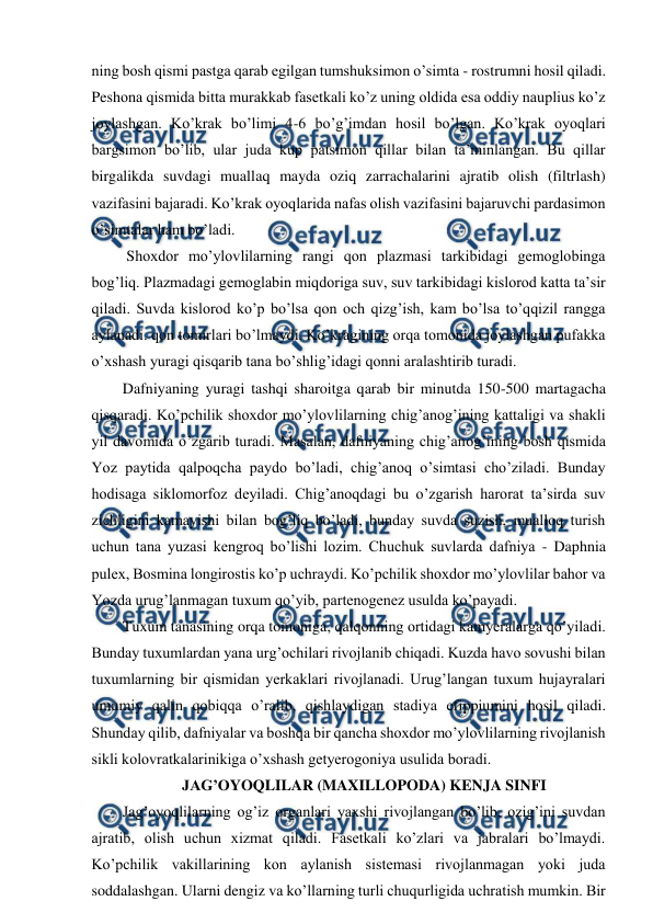  
 
ning bosh qismi pastga qarab egilgan tumshuksimon o’simta - rostrumni hosil qiladi. 
Peshona qismida bitta murakkab fasetkali ko’z uning oldida esa oddiy nauplius ko’z 
joylashgan. Ko’krak bo’limi 4-6 bo’g’imdan hosil bo’lgan. Ko’krak oyoqlari 
bargsimon bo’lib, ular juda kup patsimon qillar bilan ta’minlangan. Bu qillar 
birgalikda suvdagi muallaq mayda oziq zarrachalarini ajratib olish (filtrlash) 
vazifasini bajaradi. Ko’krak oyoqlarida nafas olish vazifasini bajaruvchi pardasimon 
o’simtalar ham bo’ladi.  
 Shoxdor mo’ylovlilarning rangi qon plazmasi tarkibidagi gemoglobinga 
bog’liq. Plazmadagi gemoglabin miqdoriga suv, suv tarkibidagi kislorod katta ta’sir 
qiladi. Suvda kislorod ko’p bo’lsa qon och qizg’ish, kam bo’lsa to’qqizil rangga 
aylanadi. qon tomirlari bo’lmaydi. Ko’kragining orqa tomonida joylashgan pufakka 
o’xshash yuragi qisqarib tana bo’shlig’idagi qonni aralashtirib turadi.  
Dafniyaning yuragi tashqi sharoitga qarab bir minutda 150-500 martagacha 
qisqaradi. Ko’pchilik shoxdor mo’ylovlilarning chig’anog’ining kattaligi va shakli 
yil davomida o’zgarib turadi. Masalan, dafniyaning chig’anog’ining bosh qismida 
Yoz paytida qalpoqcha paydo bo’ladi, chig’anoq o’simtasi cho’ziladi. Bunday 
hodisaga siklomorfoz deyiladi. Chig’anoqdagi bu o’zgarish harorat ta’sirda suv 
zichligini kamayishi bilan bog’liq bo’ladi, bunday suvda suzish, mualloq turish 
uchun tana yuzasi kengroq bo’lishi lozim. Chuchuk suvlarda dafniya - Daphnia 
pulex, Bosmina longirostis ko’p uchraydi. Ko’pchilik shoxdor mo’ylovlilar bahor va 
Yozda urug’lanmagan tuxum qo’yib, partenogenez usulda ko’payadi. 
Tuxum tanasining orqa tomoniga, qalqonning ortidagi kamyeralarga qo’yiladi. 
Bunday tuxumlardan yana urg’ochilari rivojlanib chiqadi. Kuzda havo sovushi bilan 
tuxumlarning bir qismidan yerkaklari rivojlanadi. Urug’langan tuxum hujayralari 
umumiy qalin qobiqqa o’ralib, qishlaydigan stadiya efippiumini hosil qiladi. 
Shunday qilib, dafniyalar va boshqa bir qancha shoxdor mo’ylovlilarning rivojlanish 
sikli kolovratkalarinikiga o’xshash getyerogoniya usulida boradi.  
JAG’OYOQLILAR (MAXILLOPODA) KENJA SINFI 
Jag’oyoqlilarning og’iz organlari yaxshi rivojlangan bo’lib, ozig’ini suvdan 
ajratib, olish uchun xizmat qiladi. Fasetkali ko’zlari va jabralari bo’lmaydi. 
Ko’pchilik vakillarining kon aylanish sistemasi rivojlanmagan yoki juda 
soddalashgan. Ularni dengiz va ko’llarning turli chuqurligida uchratish mumkin. Bir 
