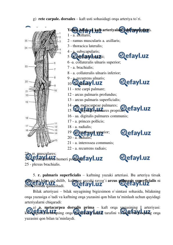  
 
g)  rete carpale. dorsales – kaft usti sohasidagi orqa arteriya to`ri. 
 
Yelka, bilak va kaft arteriyalari (old tomondan). 
1 - a. axillaris;  
2 - ramus muscularis a. axillaris;  
3 - thoracica lateralis;  
4 - a. subscapularis;  
5 - a. profunda brachii;  
6 -a. collateralis ulnaris superior;  
7 - a. brachialis;  
8 - a. collateralis ulnaris inferior;  
9 - a. recurrens ulnaris;  
10 - a. ulnaris;  
11 - rete carpi palmare;  
12 - arcus palmaris profundus;  
13 - arcus palmaris superficialis;  
14 - aa. metacarpeae palmares; 
15 - aa. digitalis palmares propriae;  
16 - aa. digitalis palmares communis;  
17 - a. princes pollicis;  
18 - a. radialis;  
19 - a. interossea anterior;  
20 - a. radialis;  
21 - a. interossea communis;  
22 - a. recurrens radiais;  
23 - rr. musculares;  
24 - a. circumflexa humeri posterior;  
25 - plexus brachialis.     
 
5. r. palmaris superficialis – kaftning yuzaki arteriasi. Bu arteriya tirsak 
arteriyasi bilan qo`shilib,  kaftning yuzaki ravog`i arcus palmaris superficialis ni 
hosil etishda qatnashadi. 
Bilak arteriyasi – bilak suyagining bigizsimon o`simtasi sohasida, bilakning 
orqa yuzasiga o`tadi va kaftning orqa yuzasini qon bilan ta’minlash uchun quyidagi 
arteriyalarni chiqaradi:  
a) a. metacarpea dorsalis prima – kaft orqa yuzasining I arteriyasi: 
ko`rsatgich barmoqning orqa yuzasining lateral tarafini va bosh barmoqning orqa 
yuzasini qon bilan ta’minlaydi.  
