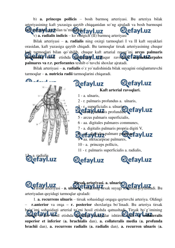  
 
b) a. princeps pollicis – bosh barmoq arteriyasi. Bu arteriya bilak 
arteriyasining kaft yuzasiga qaytib chiqqanidan so`ng ajraladi va bosh barmoqni 
kaft yuzasini qon bilan ta’minlaydi. 
v) a. radialis indicis – ko`rsatgich (II) barmoq arteriyasi  
Bilak arteriyasi – a. radialis ning oxirgi tarmoqlari I va II kaft suyaklari 
orasidan, kaft yuzasiga qaytib chiqadi. Bu tarmoqlar tirsak arteriyasining chuqur 
kaft tarmoqlari bilan qo`shilib, chuqur kaft artarial ravog`ini arcus palmaris 
profundus hosil etishda qatnashadi. CHuqur ravoqdan a.a.metacarpales 
palmares va r.r. perforantes teshib o`tuvchi shoxlar ajratadi.  
Bilak arteriyasi – a. radialis o`z yo`nalishinida bilak suyagini oziqlanturuvchi 
tarmoqlar – a. nutricia radii tarmoqlarini chiqaradi. 
  
 
Kaft arterial ravoqlari. 
1 - a. ulnaris,  
2 - r. palmaris profundus a.  ulnaris,   
3 - r.  superficialis a. ulnaris,  
4 - arcus palmaris profundus,  
5 - arcus palmaris superficialis,  
6 - aa. digitales palmares communes,   
7 - a. digitalis palmaris propria digiti V,   
8 - aa.  digitales palmare propriae,  
9 - aa. metacarpeae palmares,   
10 - a.  princeps pollicis,  
11 - r. palmaris superficialis a. radialis,  
12 - a. radialis  
 
 
 
 
Tirsak arteriyasi. a. ulnaris 
Tirsak arteriyasi - a. ulnaris - bilakning tirsak suyagi sohasida joylashadi. Bu 
arteriyadan quyidagi tarmoqlar ajraladi:  
1. a. recurrens ulnaris – tirsak sohasidagi orqaga qaytuvchi arteriya. Oldingi 
–  r.anterior va orqa – r. posterior shoxlariga bo`linadi. Bu arteriya tirsak 
bo`g`imi sohasidagi arterial to`rni hosil etishda qatnashadi. Tirsak bo`g`imining 
arterial to`rini hosil etishda quyidagi arteriyalar ishtirok etadi: a. collateralis 
superior et inferior (a. brachialis dan), a. collateralis media (a. profunda 
brachii dan), a. recurrens radialis (a. radialis dan), a. recurren ulnaris (a. 
 
