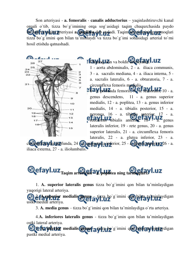  
 
Son arteriyasi - a. femoralis - canalis adductorius – yaqinlashtiruvchi kanal 
orqali o`tib, tizza bo`g`imining orqa sog`asidagi taqim chuqurchasida paydo 
bo`ladi va taqim arteriyasi a. poplitea deb ataladi. Taqim arteriyasining tarmoqlari 
tizza bo`g`imini qon bilan ta’minlaydi va tizza bo`g`imi sohasidagi arterial to`rni 
hosil etishda qatnashadi.  
 
Chanoq, son va boldir arteriyalari.  
1 - aorta abdominalis, 2 - a.  iliaca communis, 
3 - a.  sacralis mediana, 4 - a. iliaca interna, 5 - 
a. sacralis lateralis, 6 - a. obturatoria, 7 - a.  
circumflexa femoris medialis,   
8 - a. profunda femoris, 9 - a. femoralis, 10 - a.  
genus descendens,  11 - a. genus superior 
medialis, 12 - a. poplitea, 13 - a. genus inferior 
medialis, 14 - a. tibialis posterior, 15 - a. 
peronea, 16 - a. tibialis anterior, 17 - a.  
reccurens tibialis anterior, 18 - a. genus 
lateralis inferior, 19 - rete genus, 20 - a. genus 
superior lateralis, 21 - a. circumflexa femoris 
lateralis, 22 - a. glutea inferior, 23 - a. 
circumflexa ilei profunda, 24 - a. epigastrica inferior, 25 - a. glutea superior, 26 - a. 
iliaca externa, 27 - a. iliolumbalis.  
 
 
Taqim arteriyasi – a. poplitea ning tarmoqlari: 
 
1. A. superior lateralis genus tizza bo`g`imini qon bilan ta’minlaydigan 
yuqorigi lateral arteriya.  
2. A.superior medialis genus – tizza bo`g`imini qon bilan ta’minlaydigan 
ustki medial arteriya.    
3. A. media genus – tizza bo`g`imini qon bilan ta’minlaydiga o`rta arteriya.  
4.A. inferiores lateralis genus - tizza bo`g`imin qon bilan ta’minlaydigan 
ostki lateral arteriya. 
5. A. inferior medialis genus – tizza bo`g`imini qon bilan ta’minlaydigan 
pastki medial arteriya.  
 
