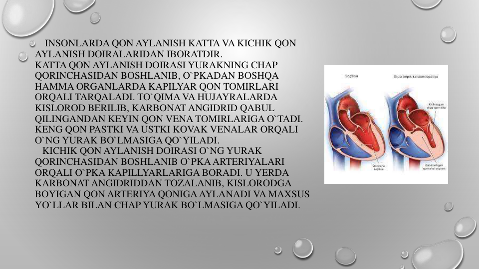 INSONLARDA QON AYLANISH KATTA VA KICHIK QON
AYLANISH DOIRALARIDAN IBORATDIR.
KATTA QON AYLANISH DOIRASI YURAKNING CHAP 
QORINCHASIDAN BOSHLANIB, O`PKADAN BOSHQA
HAMMA ORGANLARDA KAPILYAR QON TOMIRLARI
ORQALI TARQALADI. TO`QIMA VA HUJAYRALARDA
KISLOROD BERILIB, KARBONAT ANGIDRID QABUL
QILINGANDAN KEYIN QON VENA TOMIRLARIGA O`TADI. 
KENG QON PASTKI VA USTKI KOVAK VENALAR ORQALI
O`NG YURAK BO`LMASIGA QO`YILADI.
KICHIK QON AYLANISH DOIRASI O`NG YURAK
QORINCHASIDAN BOSHLANIB O`PKAARTERIYALARI
ORQALI O`PKA KAPILLYARLARIGA BORADI. U YERDA
KARBONAT ANGIDRIDDAN TOZALANIB, KISLORODGA
BOYIGAN QON ARTERIYA QONIGAAYLANADI VA MAXSUS
YO`LLAR BILAN CHAP YURAK BO`LMASIGA QO`YILADI.

